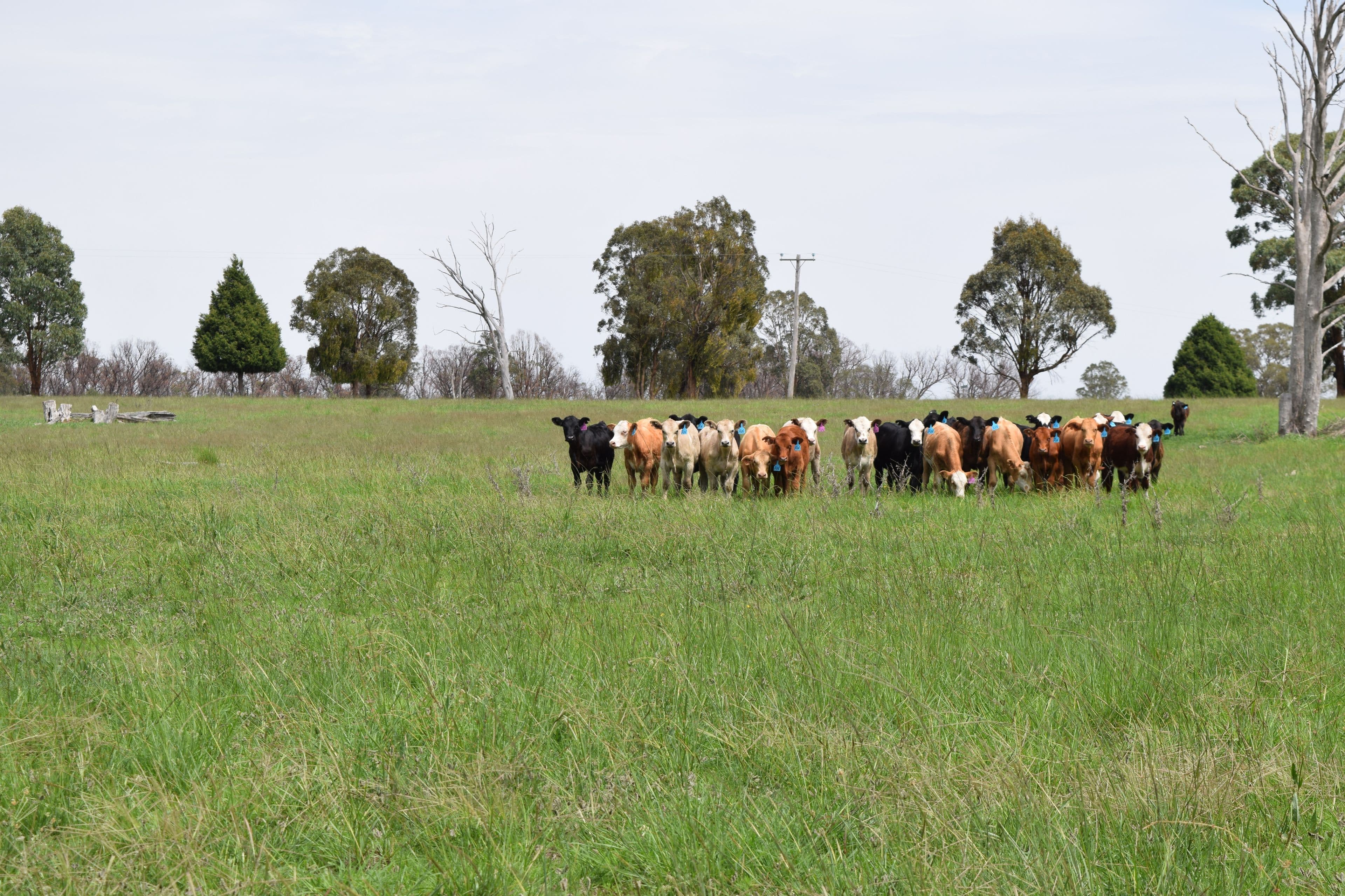 1071 Briarbrook Road, Guyra NSW 2365, Guyra - Image 1