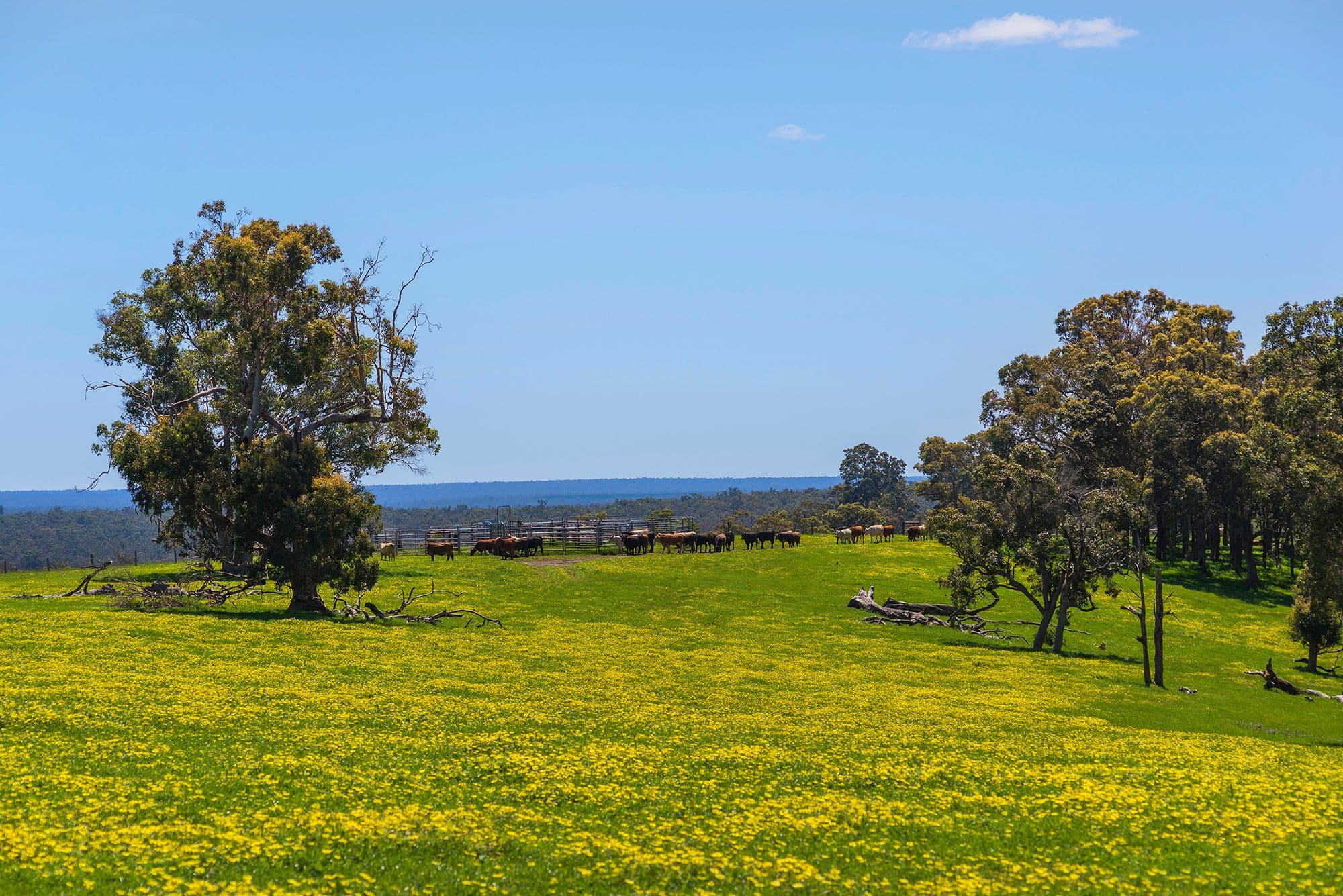 Nannup WA 6275, Nannup - Thumbnail 7