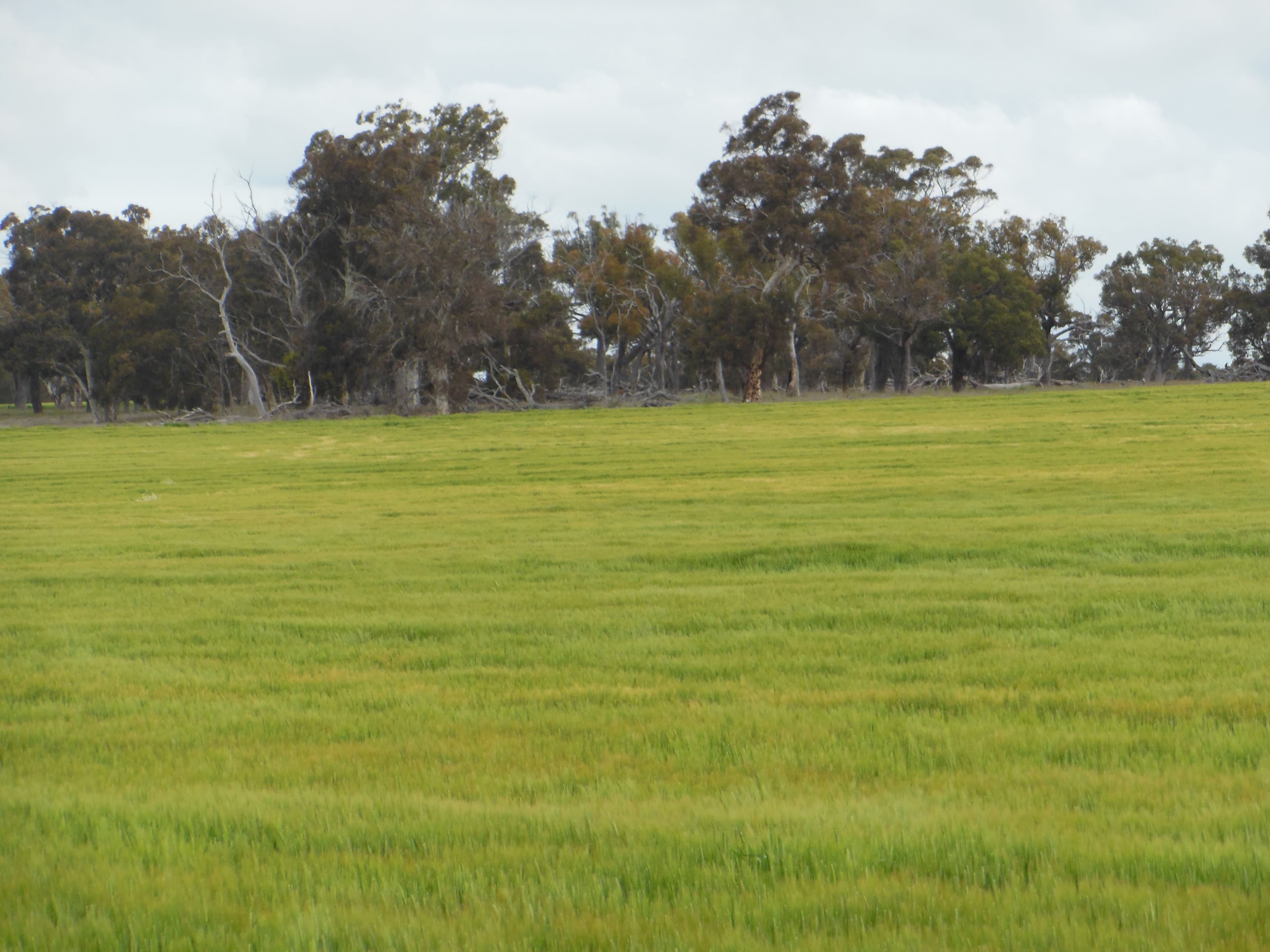 Uannup Road, CRANBROOK WA 6321, Cranbrook - Thumbnail 6