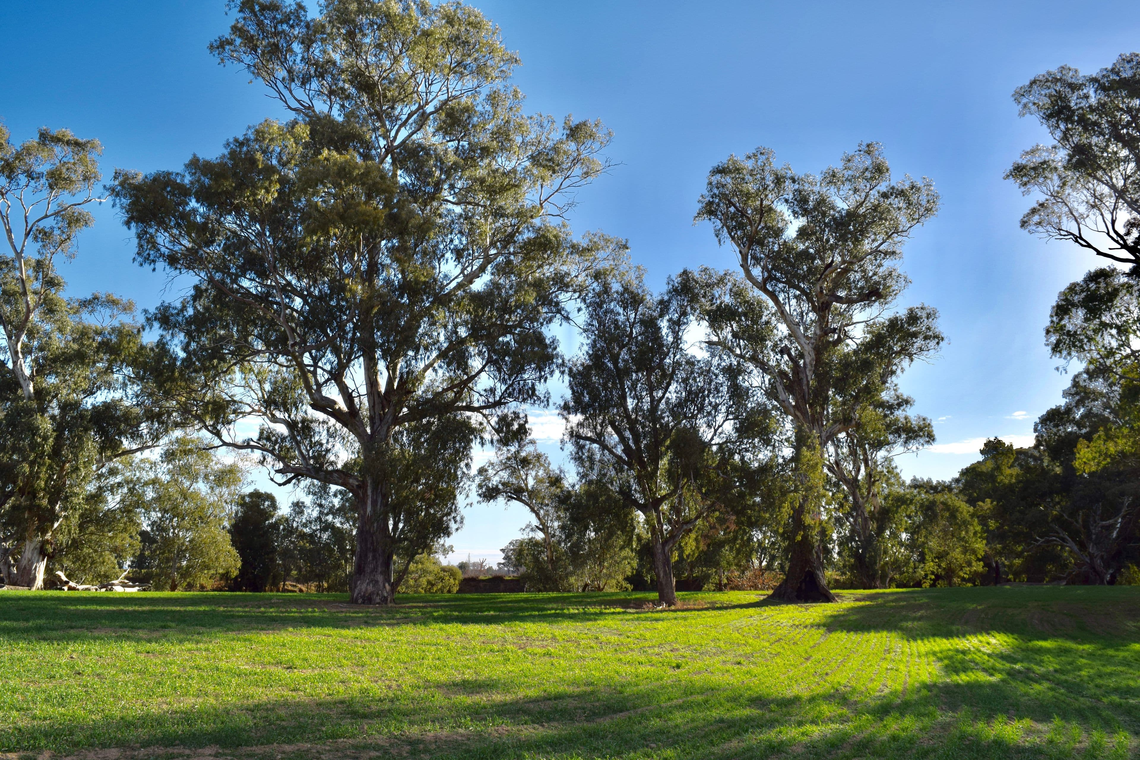 475 Gaymards Lane, Forbes NSW 2871, Forbes - Thumbnail 3