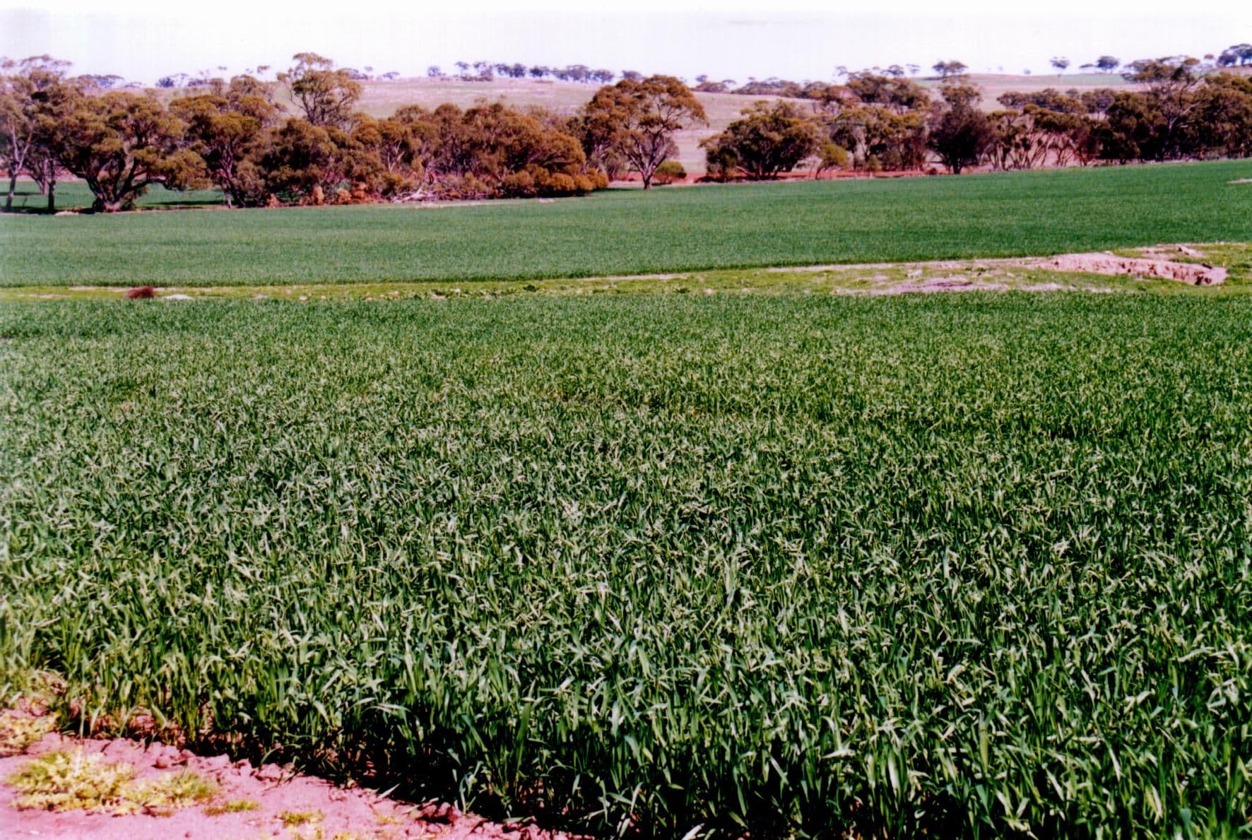 Exmoor 1 83 Exmoor Road, MOORA WA 6510, Moora - Image 1
