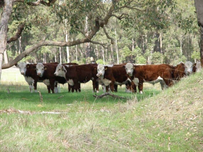 Lot 120 McKelvie Road, Nannup WA 6275, Nannup - Thumbnail 8