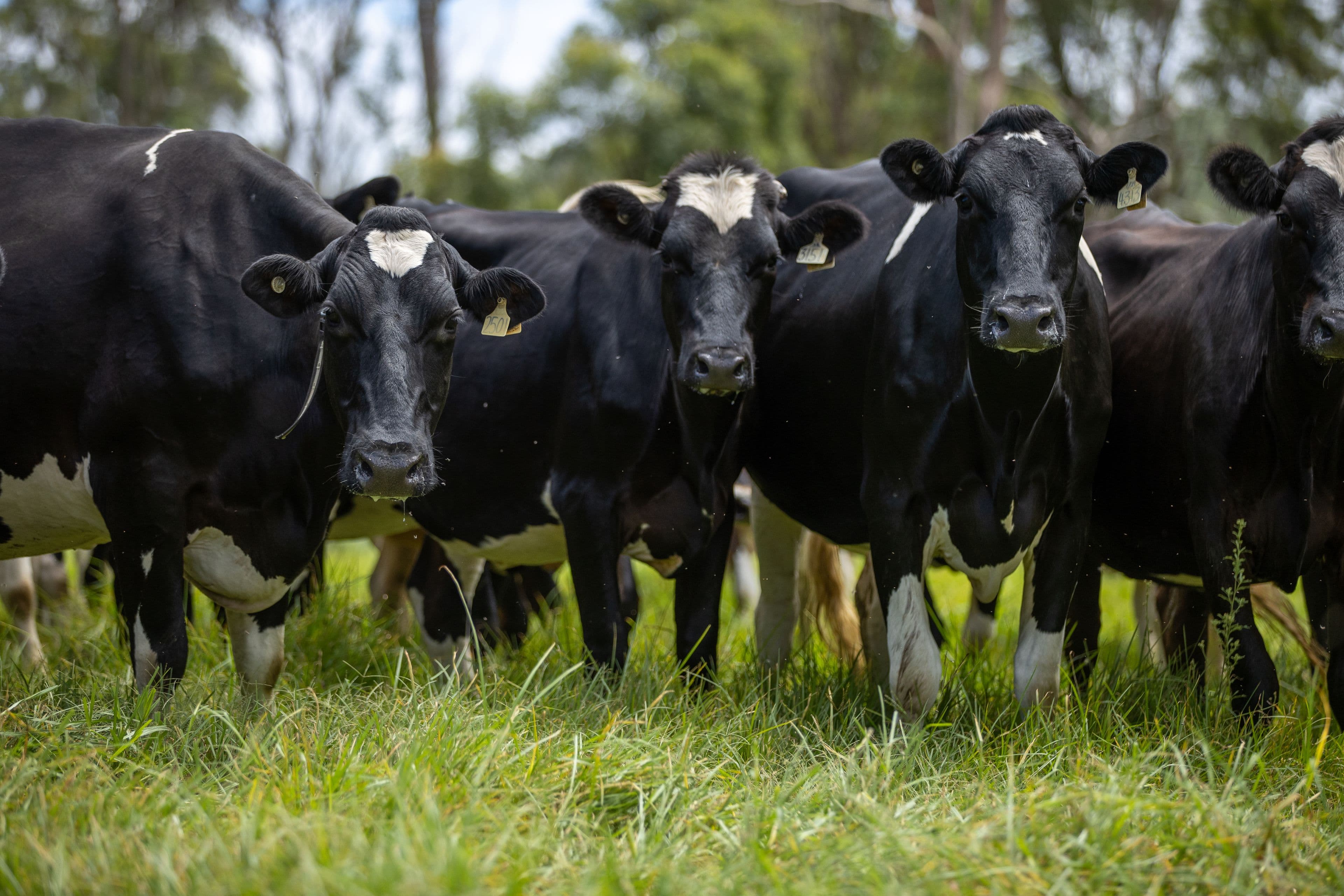 159 Bowman Farm Road, Gloucester NSW 2422, Gloucester - Thumbnail 4