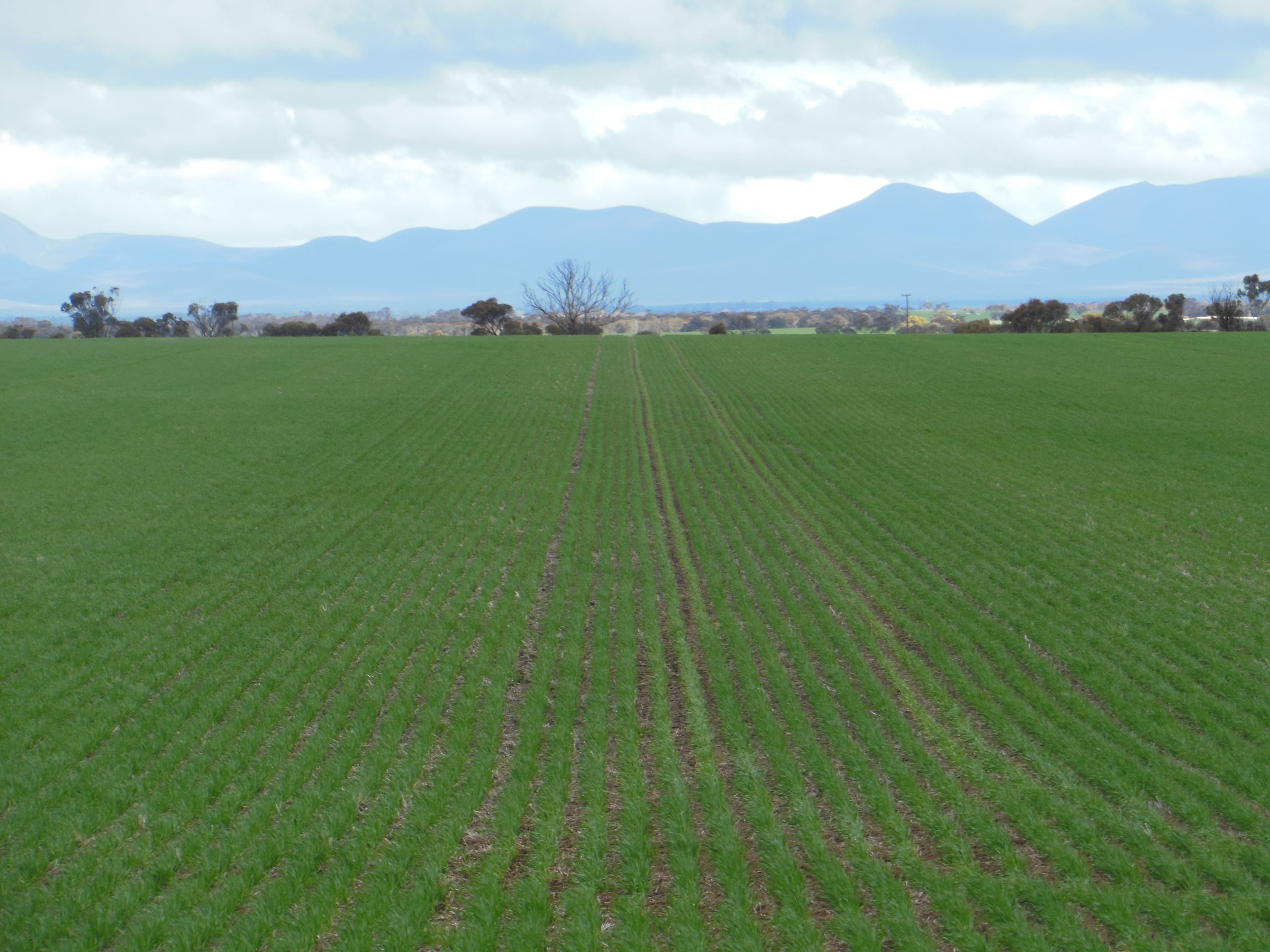 Marling South Pallinup Road, Tambellup WA 6320, Tambellup - Image 1