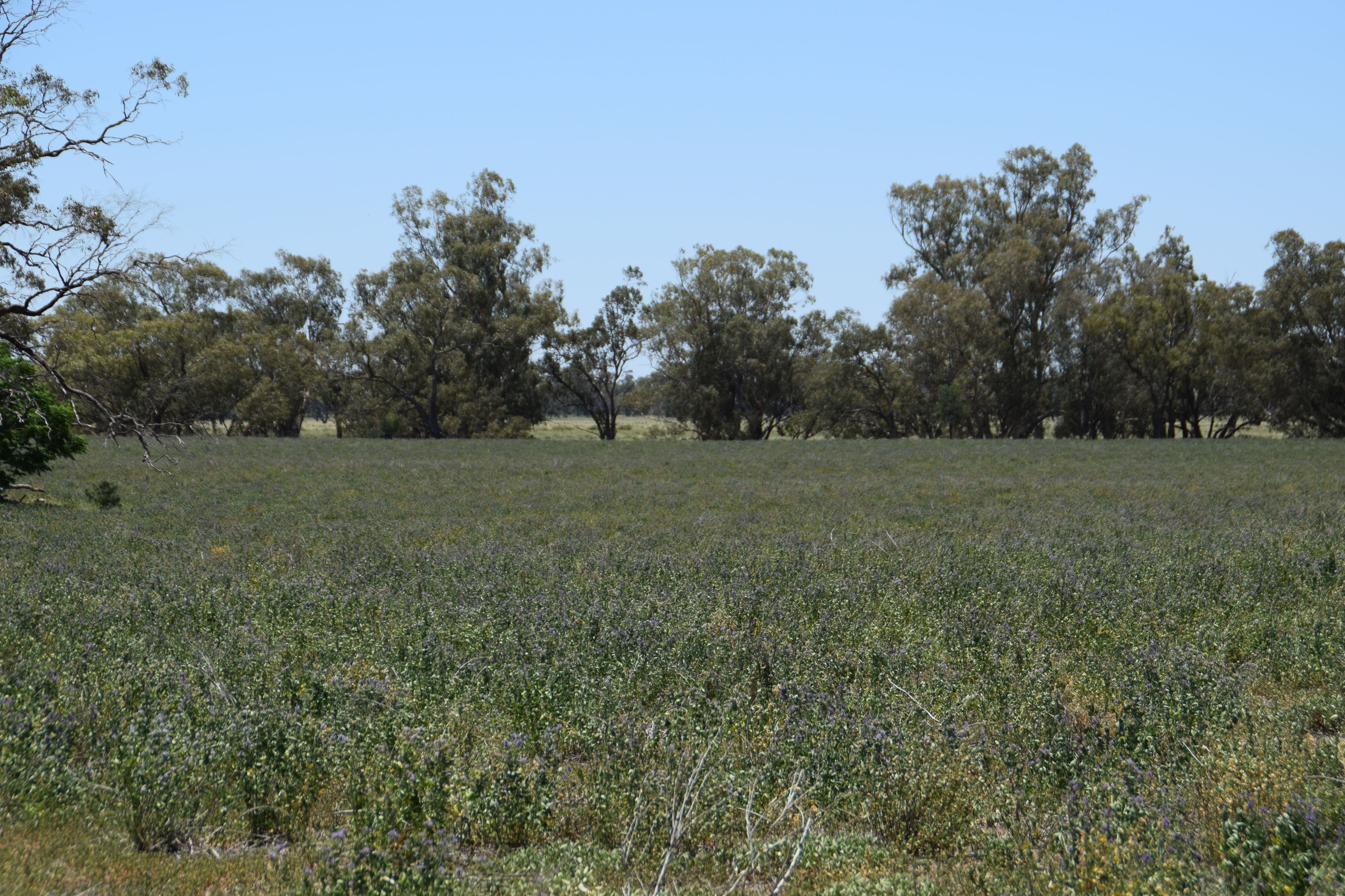 'Nangarah' 1975 Wambianna Road, WARREN NSW 2824, Warren - Thumbnail 2