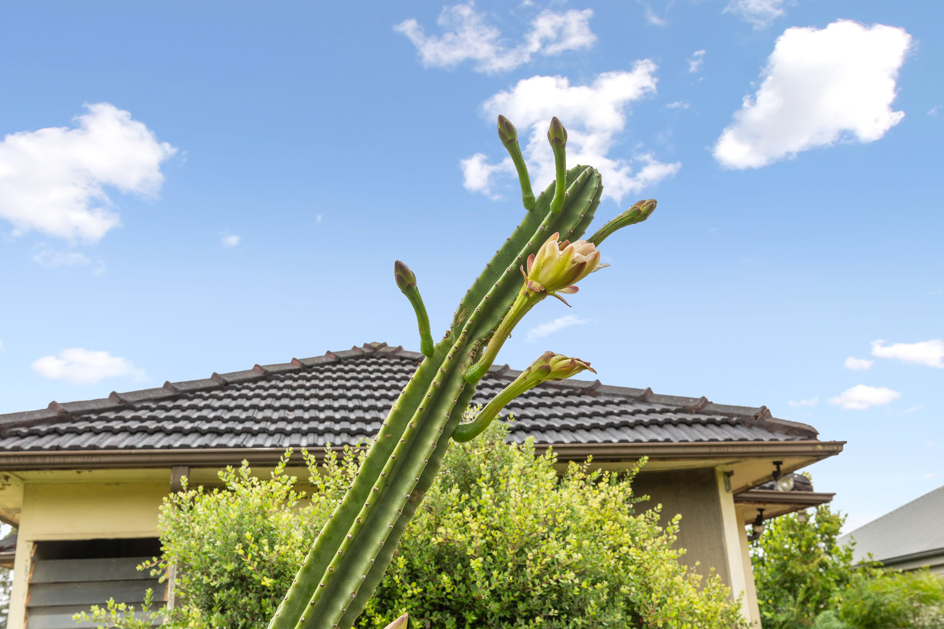 19 Milne Street, Ryde NSW 2112, Ryde - Thumbnail 7