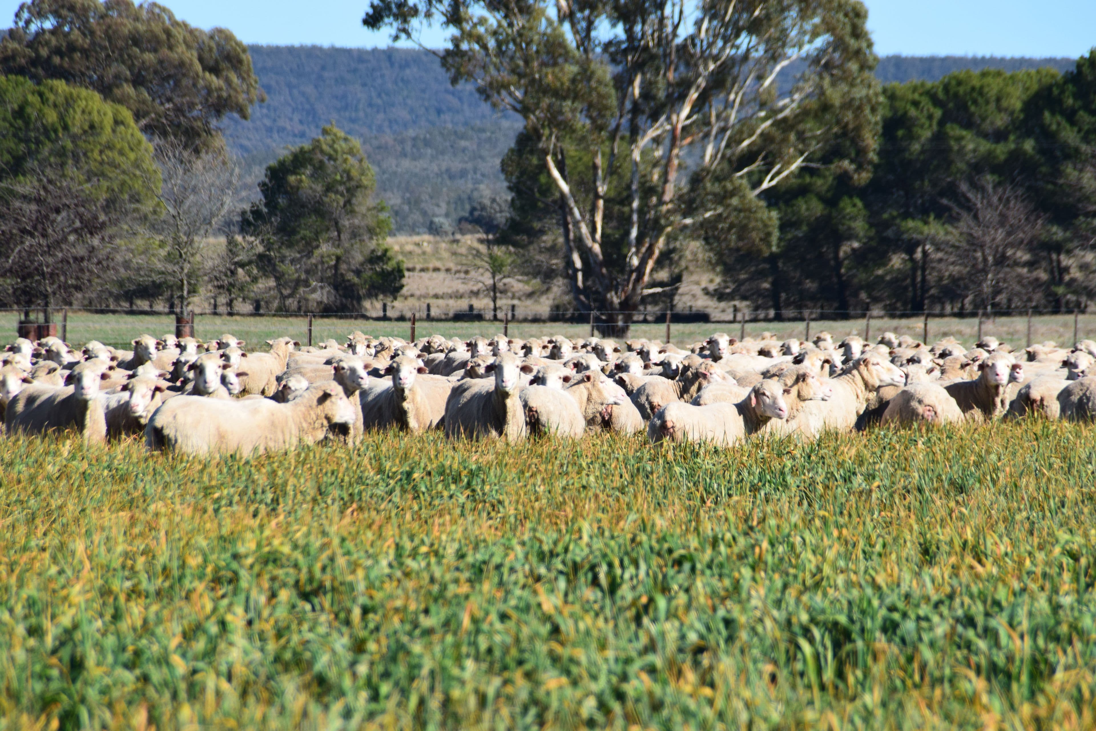 'Emrose' 6702 Renshaw McGirr Way, Baldry NSW 2867, Baldry - Thumbnail 7