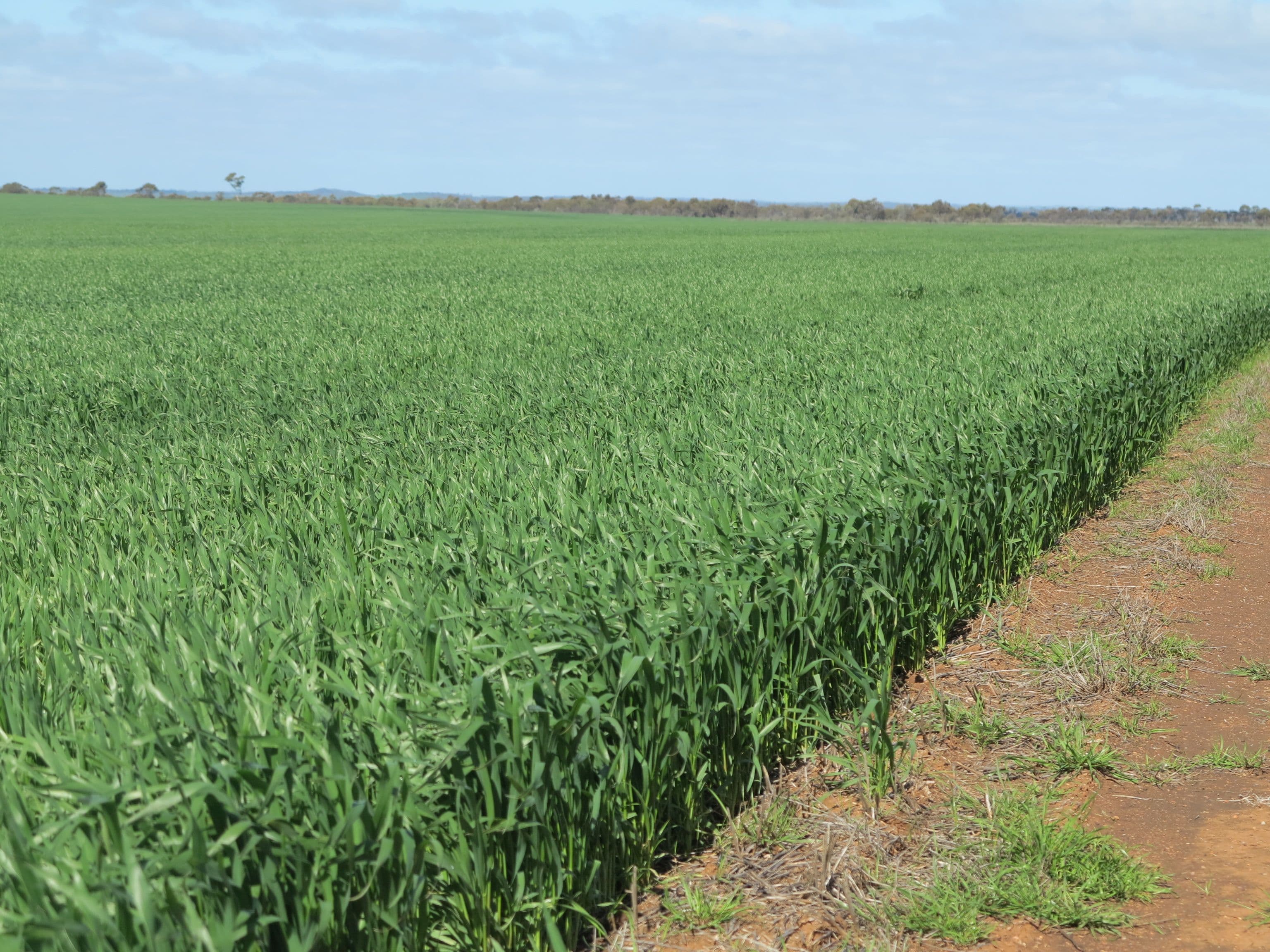 Mitchells North, Coorow WA 6515, Coorow - Thumbnail 5