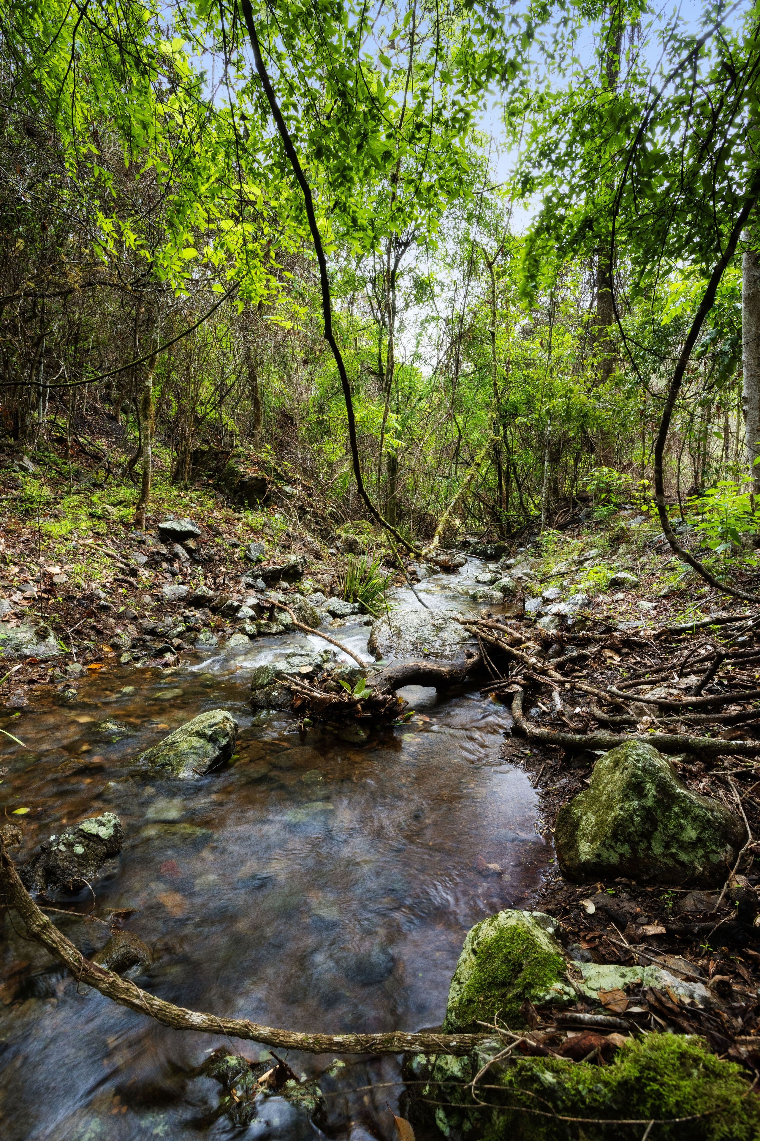 Lot 154 Cells Road, Cells River NSW 2424, Cells River - Thumbnail 4