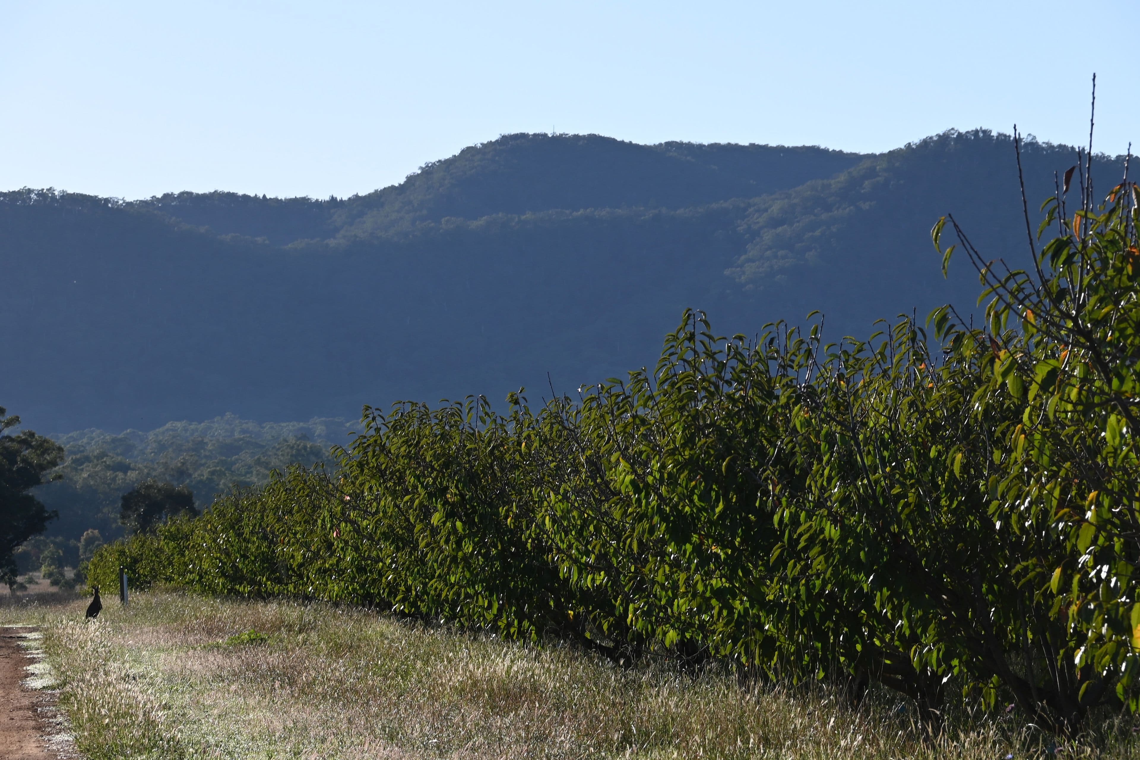 55 George Campbell Drive, Bombira NSW 2850, Bombira - Thumbnail 7