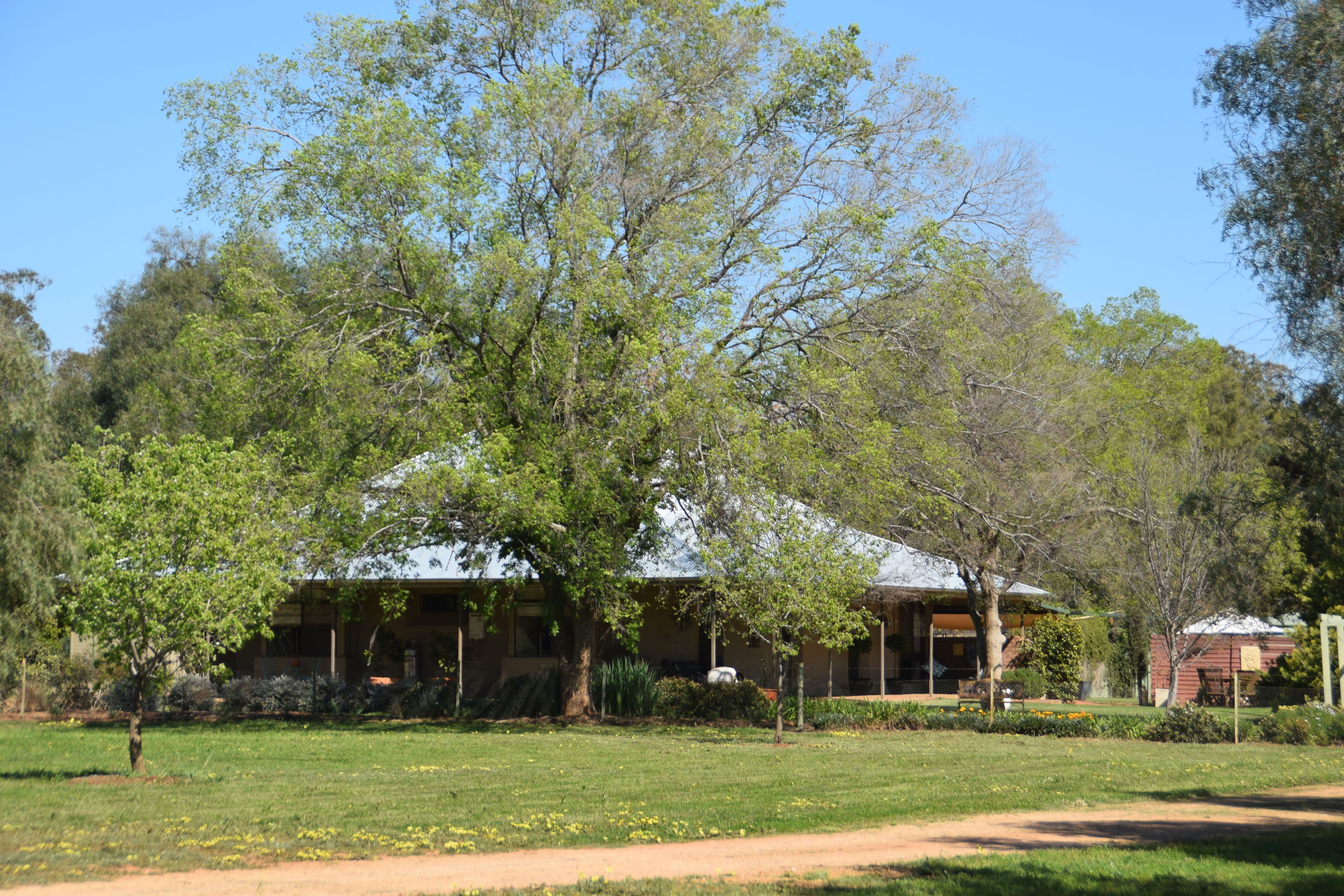 'Iona' 162 Craigie Lea Lane, Narromine NSW 2821, Narromine - Thumbnail 3
