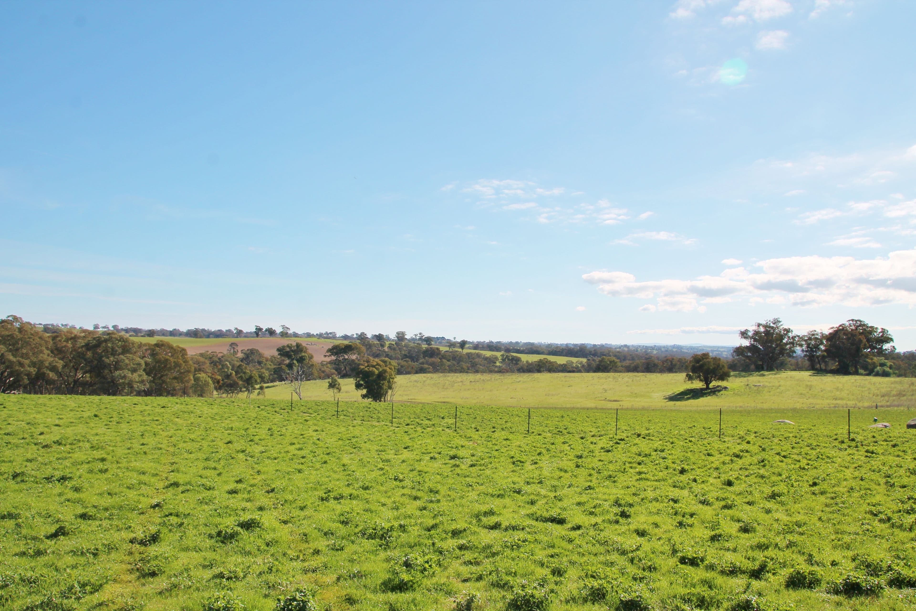 251 Rhodes Road, Young NSW 2594, Young - Image 1