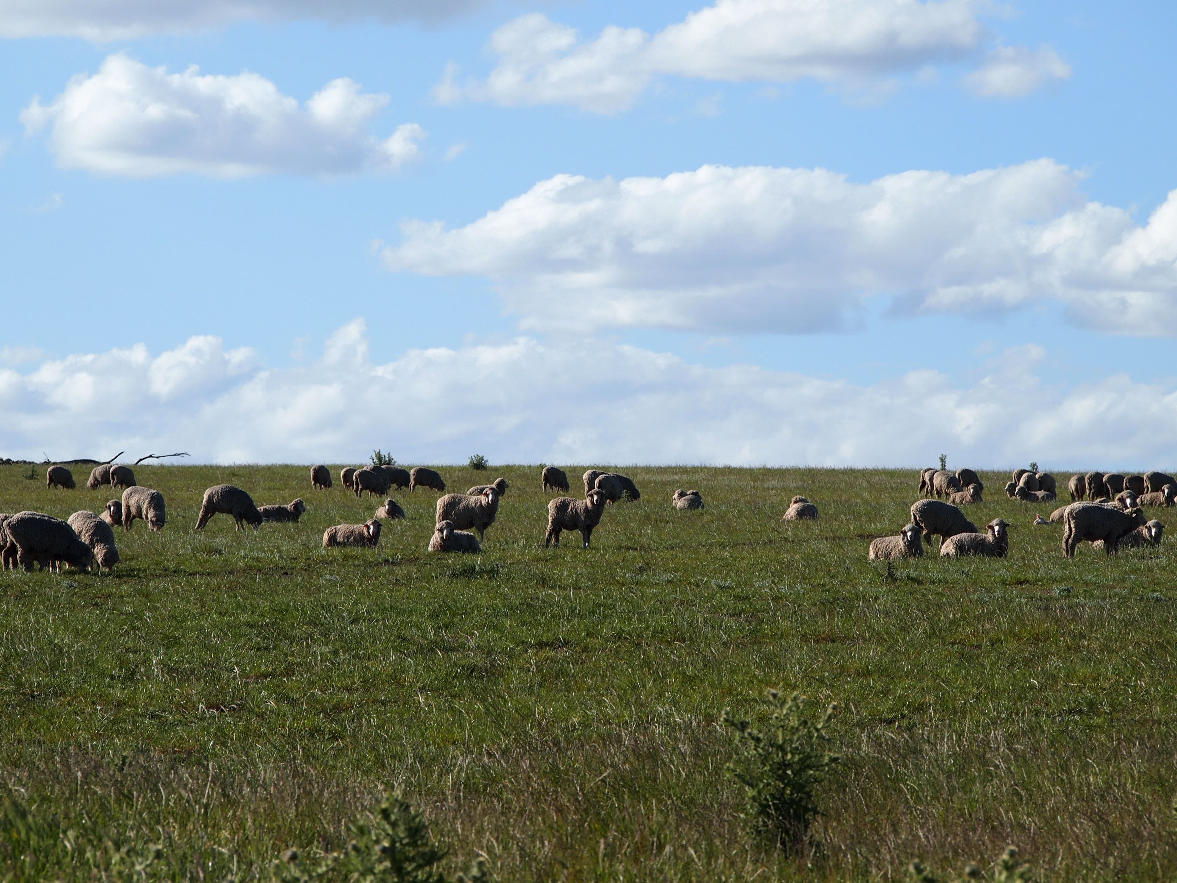Summerfield at Quartermaine Road, KATANNING WA 6317, Katanning - Thumbnail 3