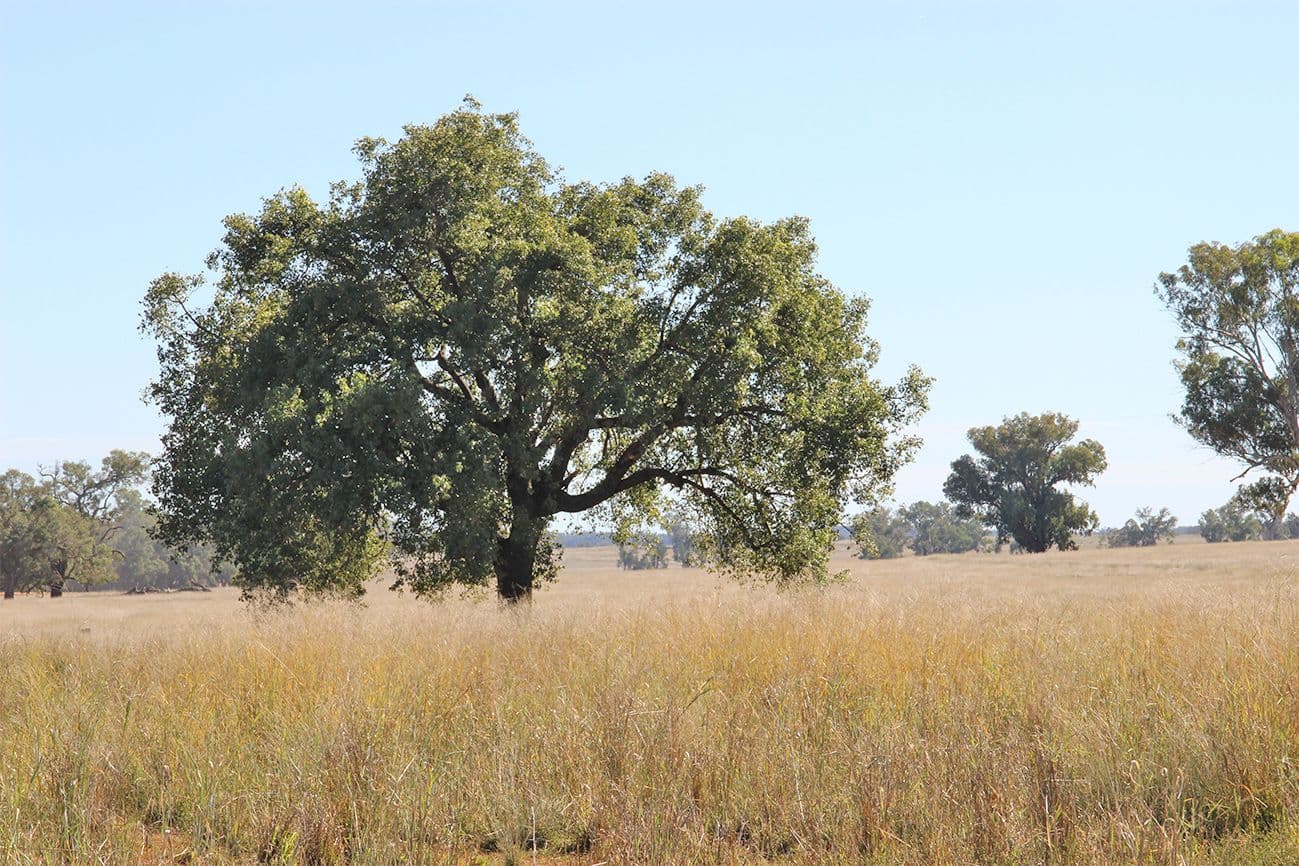 Coonabarabran NSW 2357, Coonabarabran - Thumbnail 5