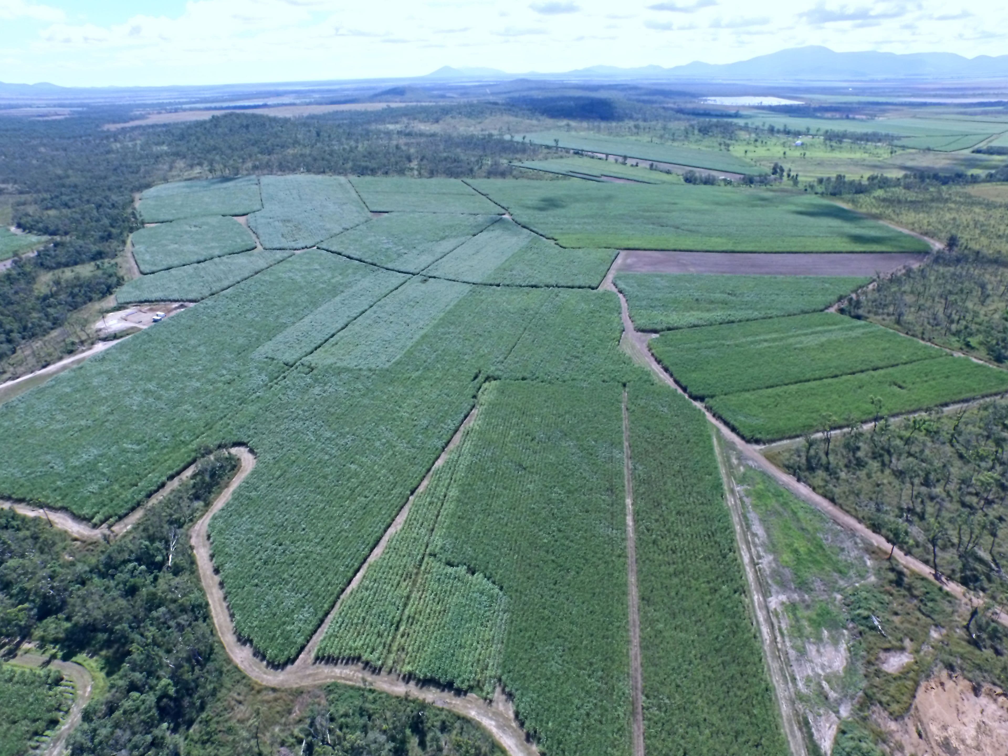 1426 Kelsey Creek Road, Proserpine QLD 4800, Proserpine - Thumbnail 3