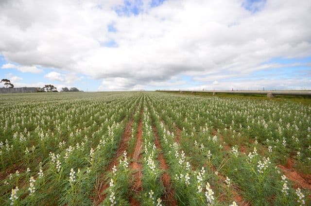 "Baileys" Farrell Flat Road, Farrell Flat SA 5416, Farrell Flat - Image 1