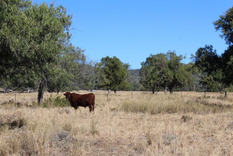 '' Springdale", Gravesend NSW 2401, Gravesend - Thumbnail 2
