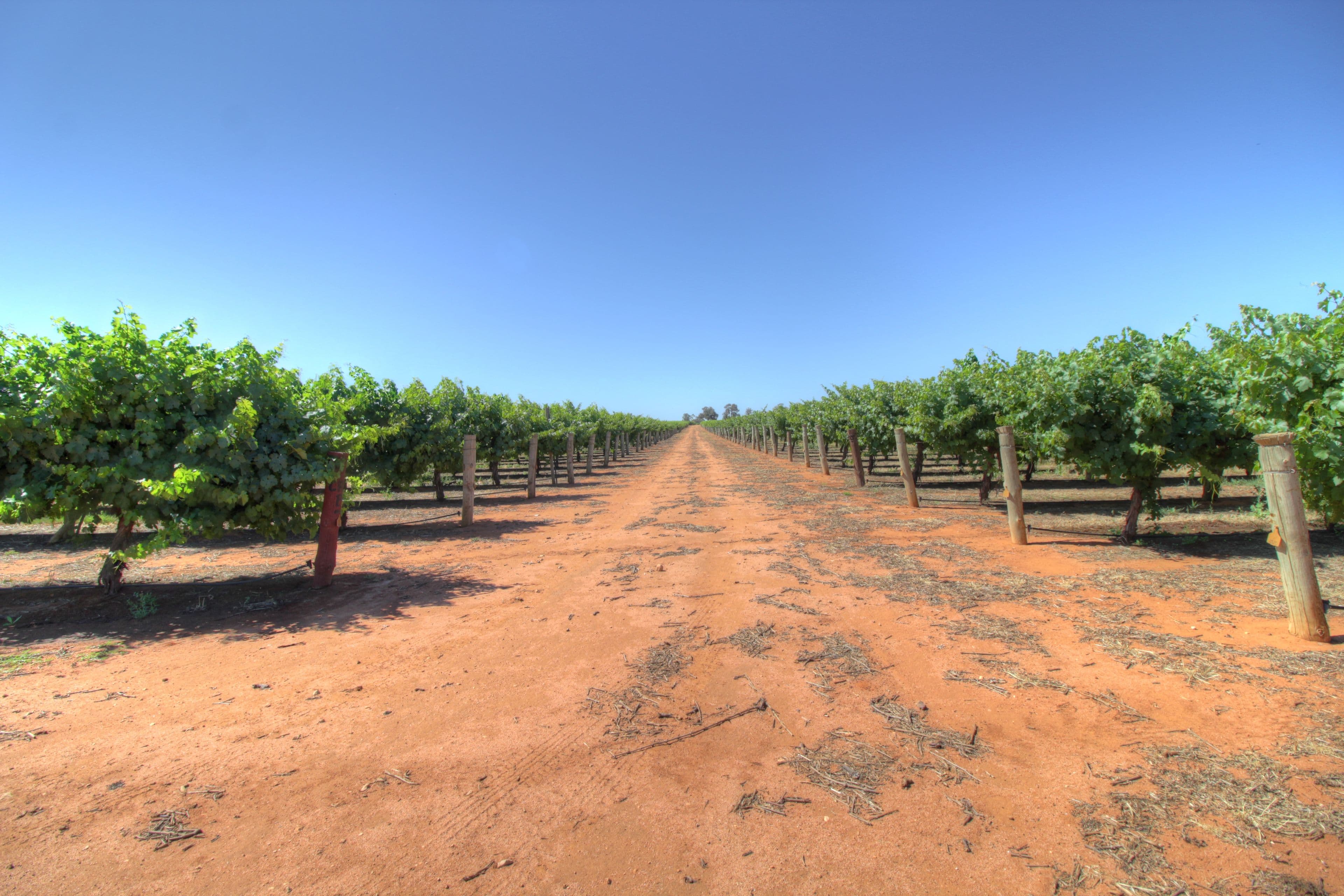 Lots 10,11,50 Eastern Road, Monash SA 5342, Monash - Thumbnail 3