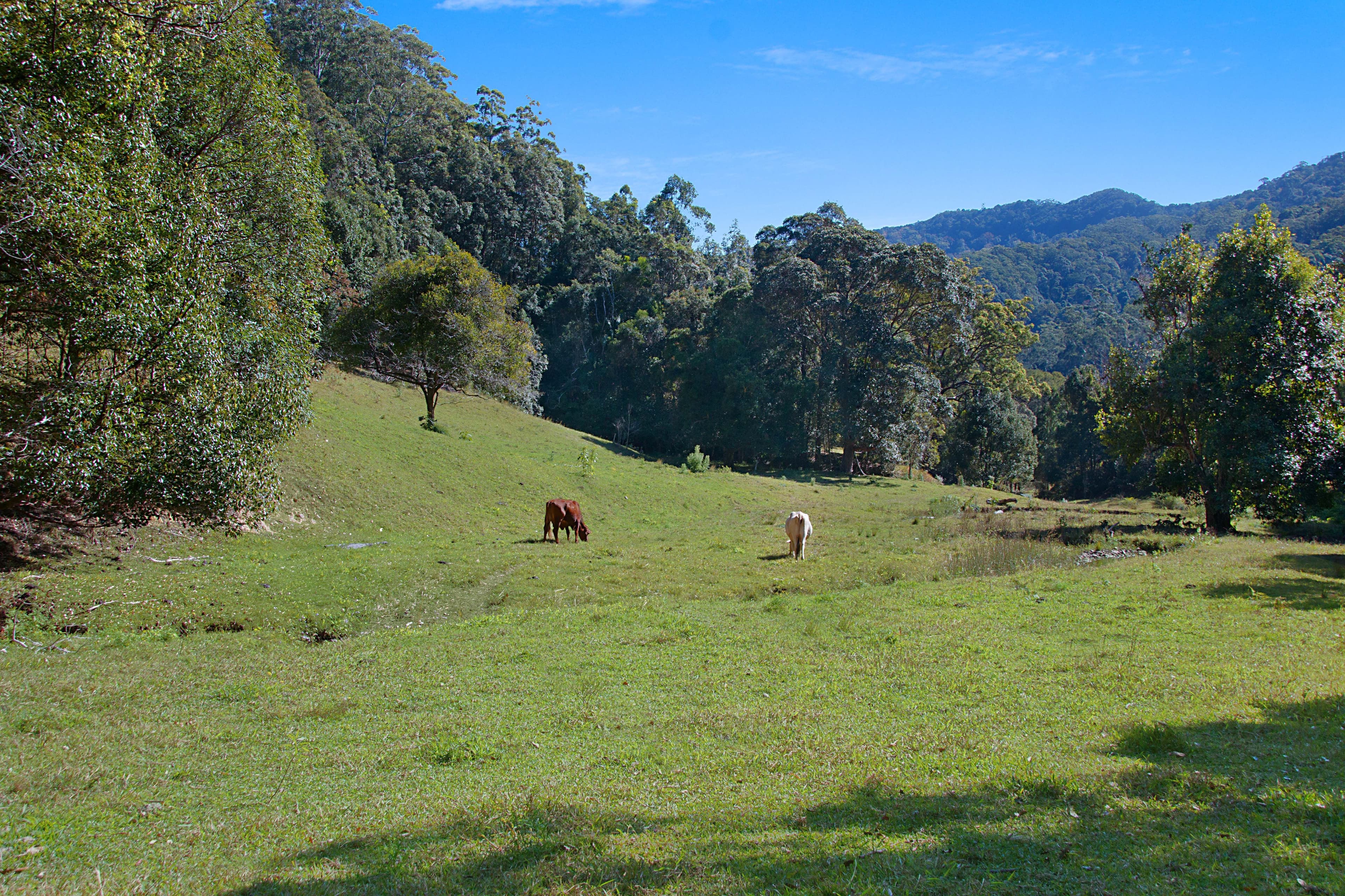 679 Urliup Road, Urliup NSW 2484, Urliup - Thumbnail 3