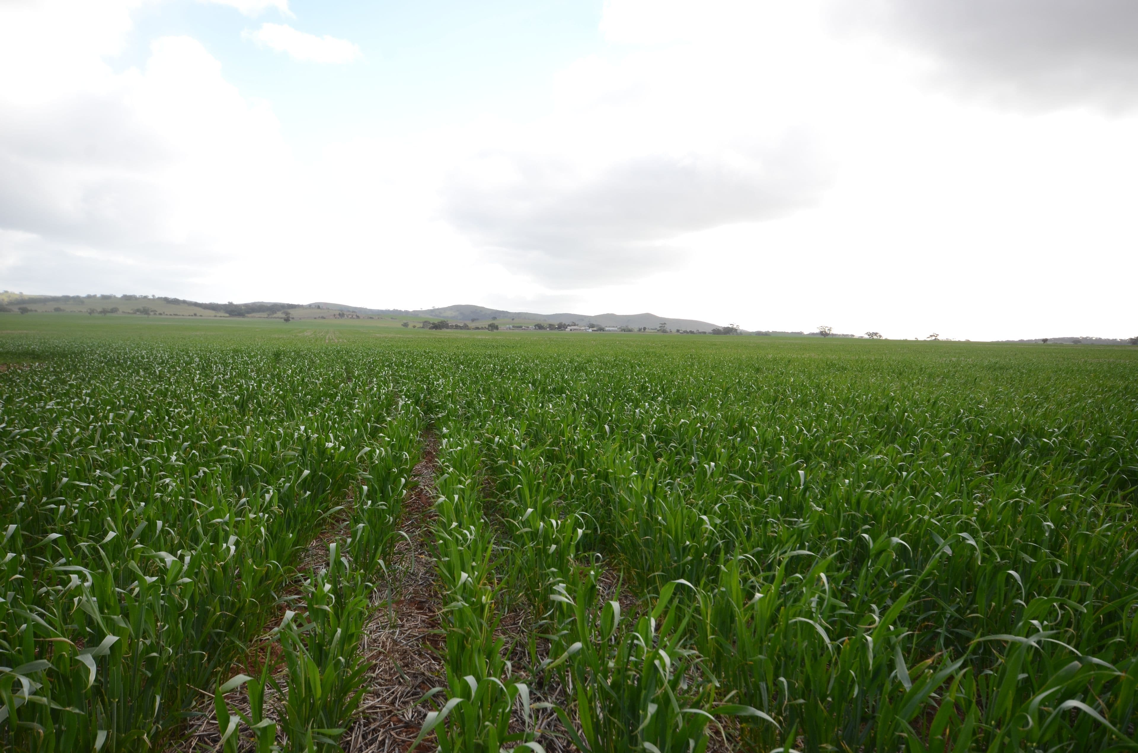 "Roockes" and "Schulzs" - Von Reiben Road, Neales Flat SA 5374, Neales Flat - Thumbnail 3