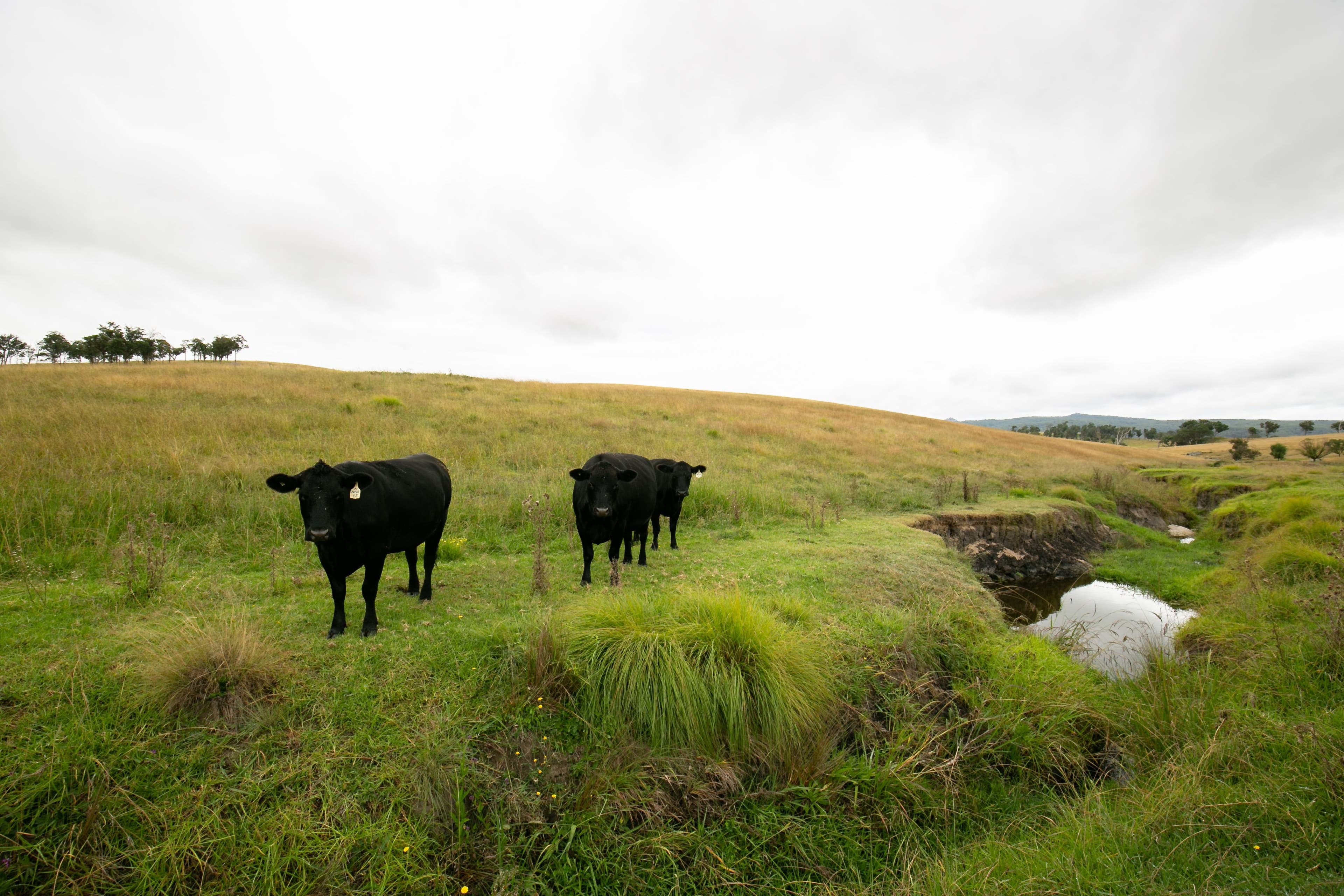 11032 Bruxner Highway, Tenterfield NSW 2372, Tenterfield - Thumbnail 5