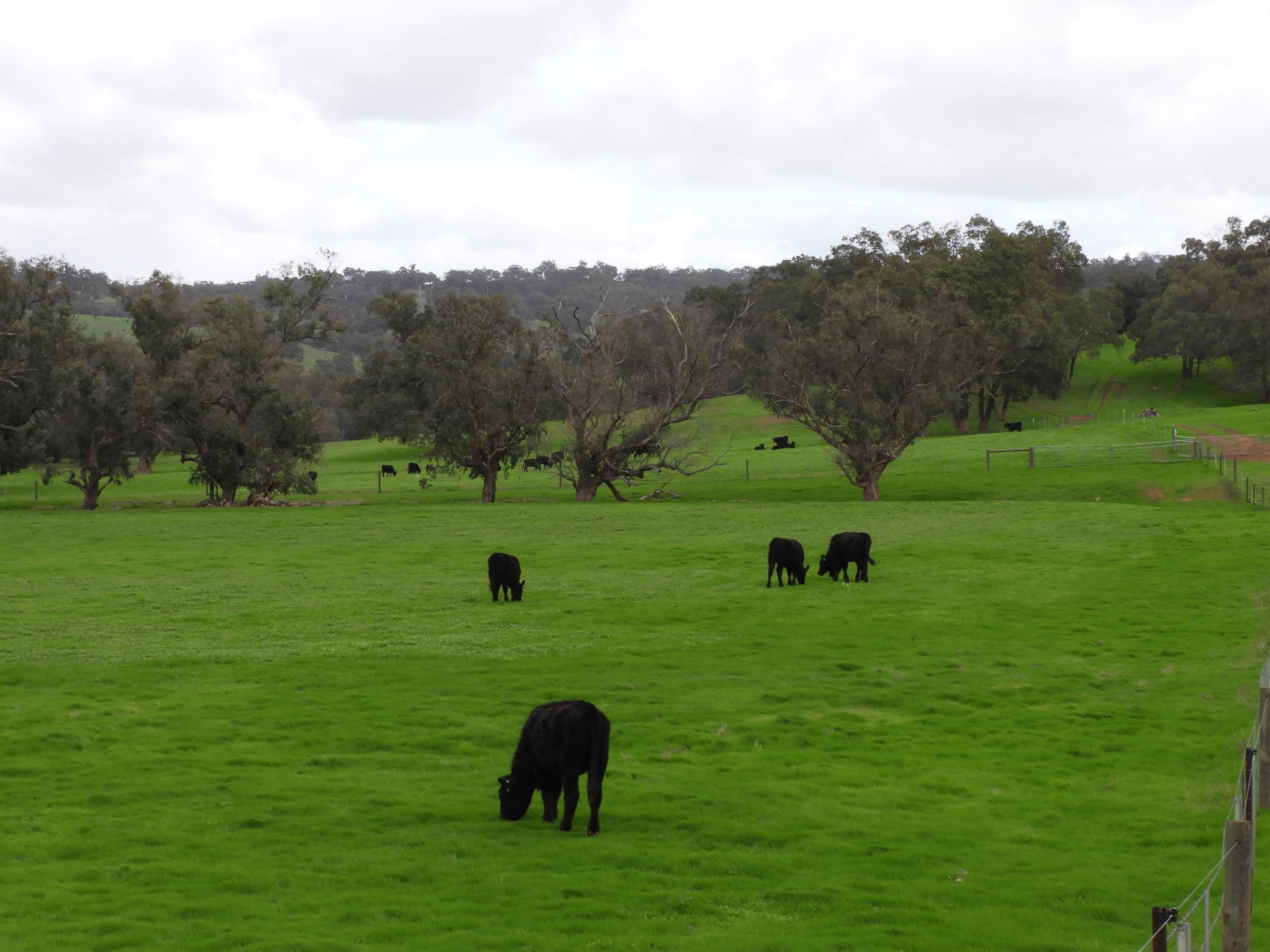 Lots 1280, 779,595,584,559,775, Lower Chittering Road, Chittering WA 6084, Chittering - Thumbnail 3