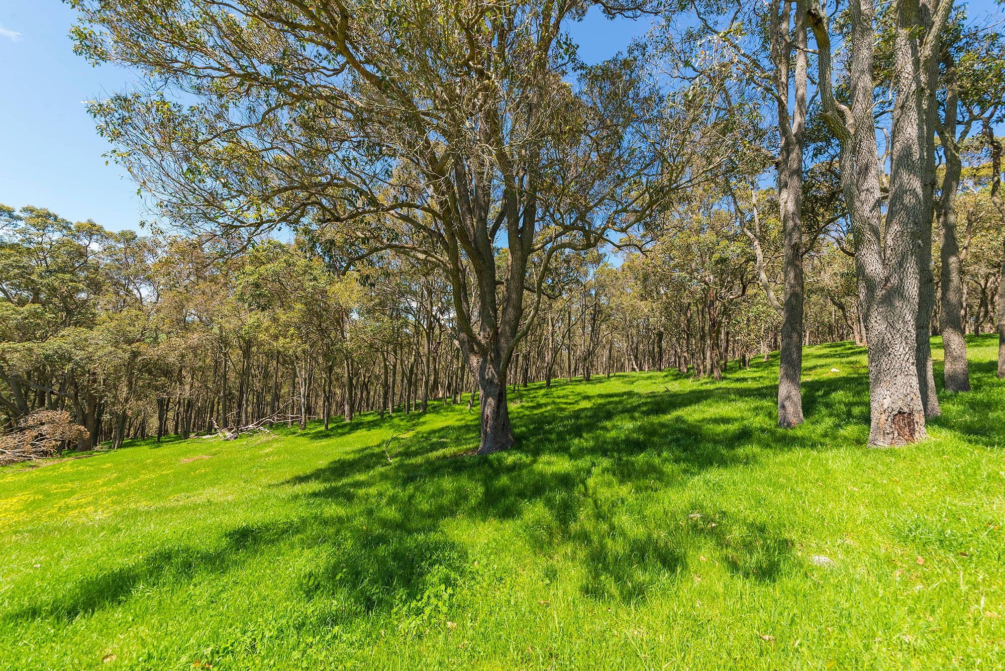 Nannup WA 6275, Nannup - Thumbnail 8