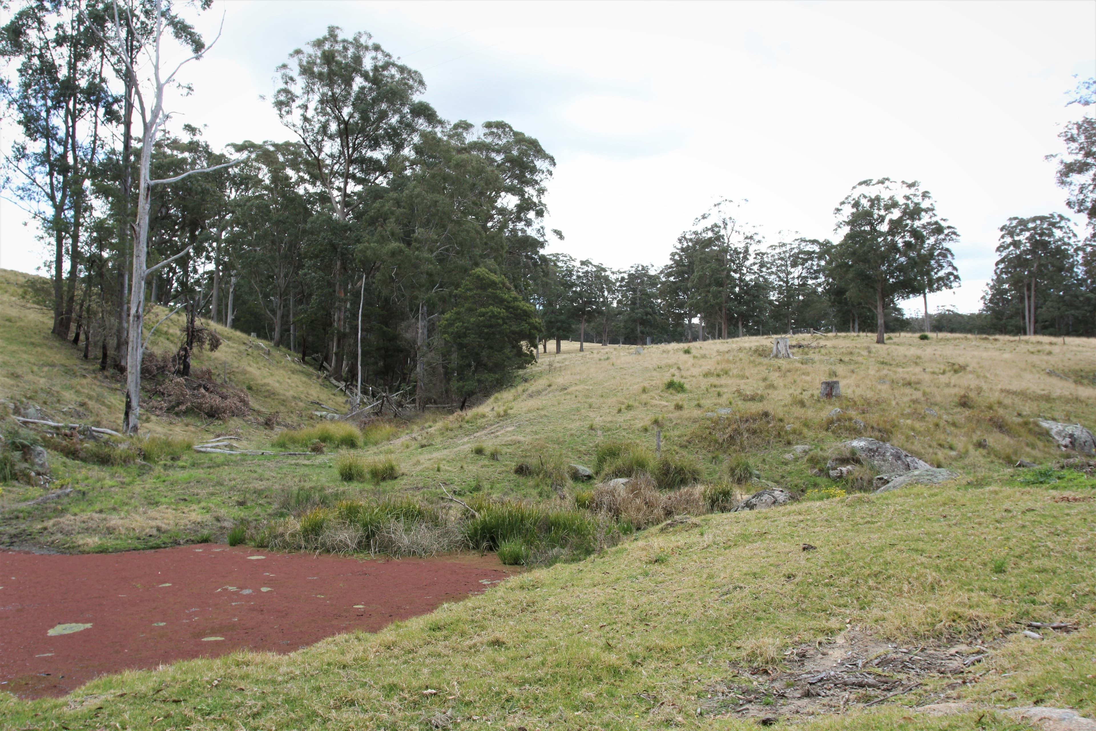 1394 Billirimba Road, Tenterfield NSW 2372, Tenterfield - Thumbnail 8