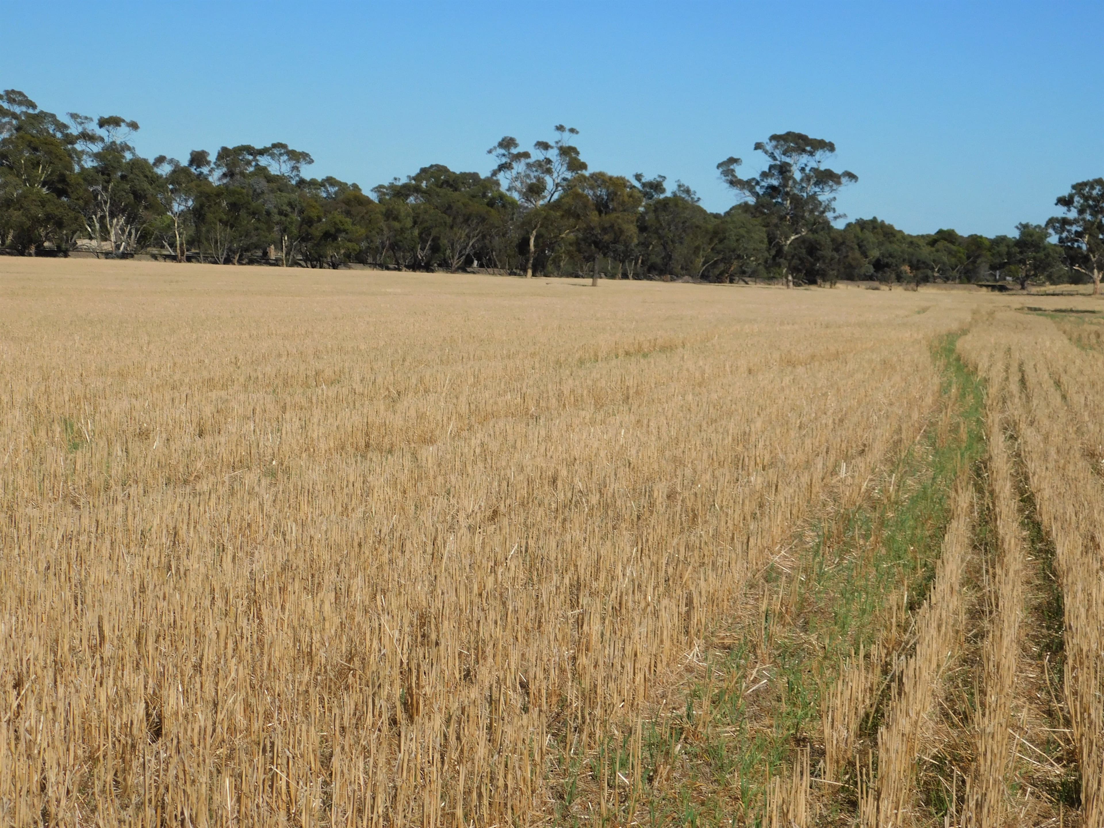 Lot 3 Golf Course Road, Bordertown SA 5268, Bordertown - Thumbnail 7