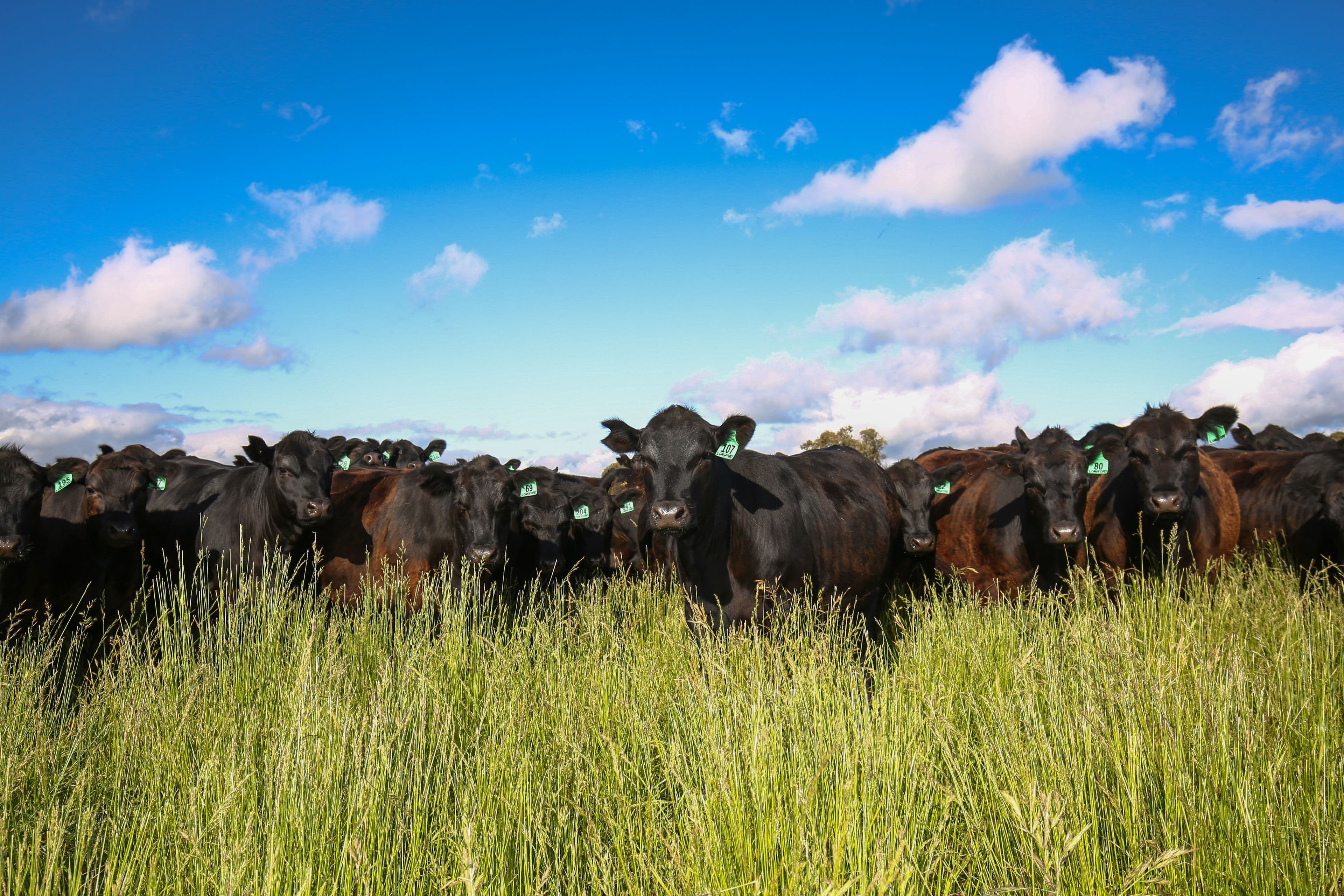 3231 Boorolong Road, Armidale NSW 2350, Armidale - Thumbnail 2