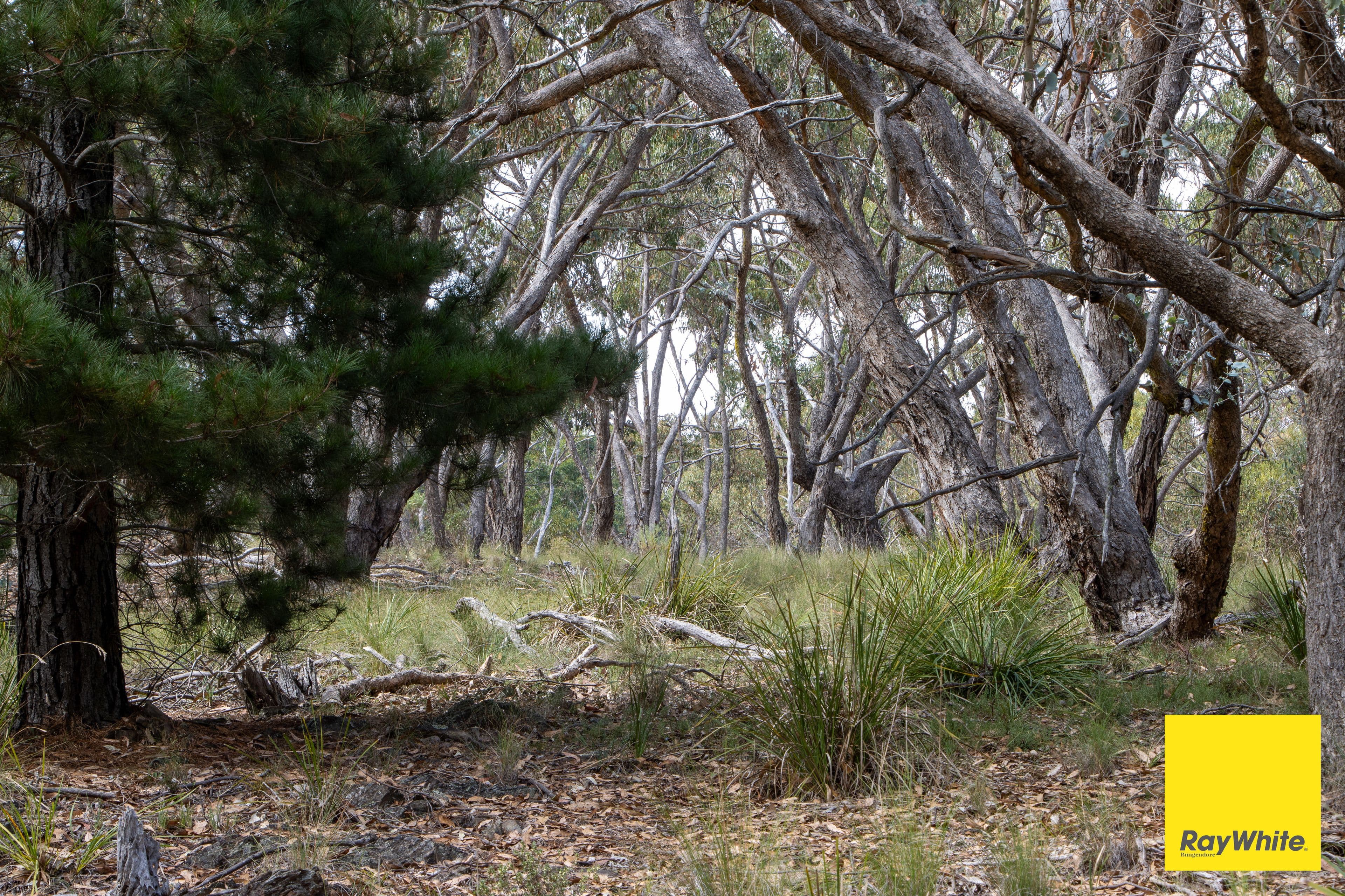 290 Donnelly Road, Bywong NSW 2621, Bywong - Thumbnail 6