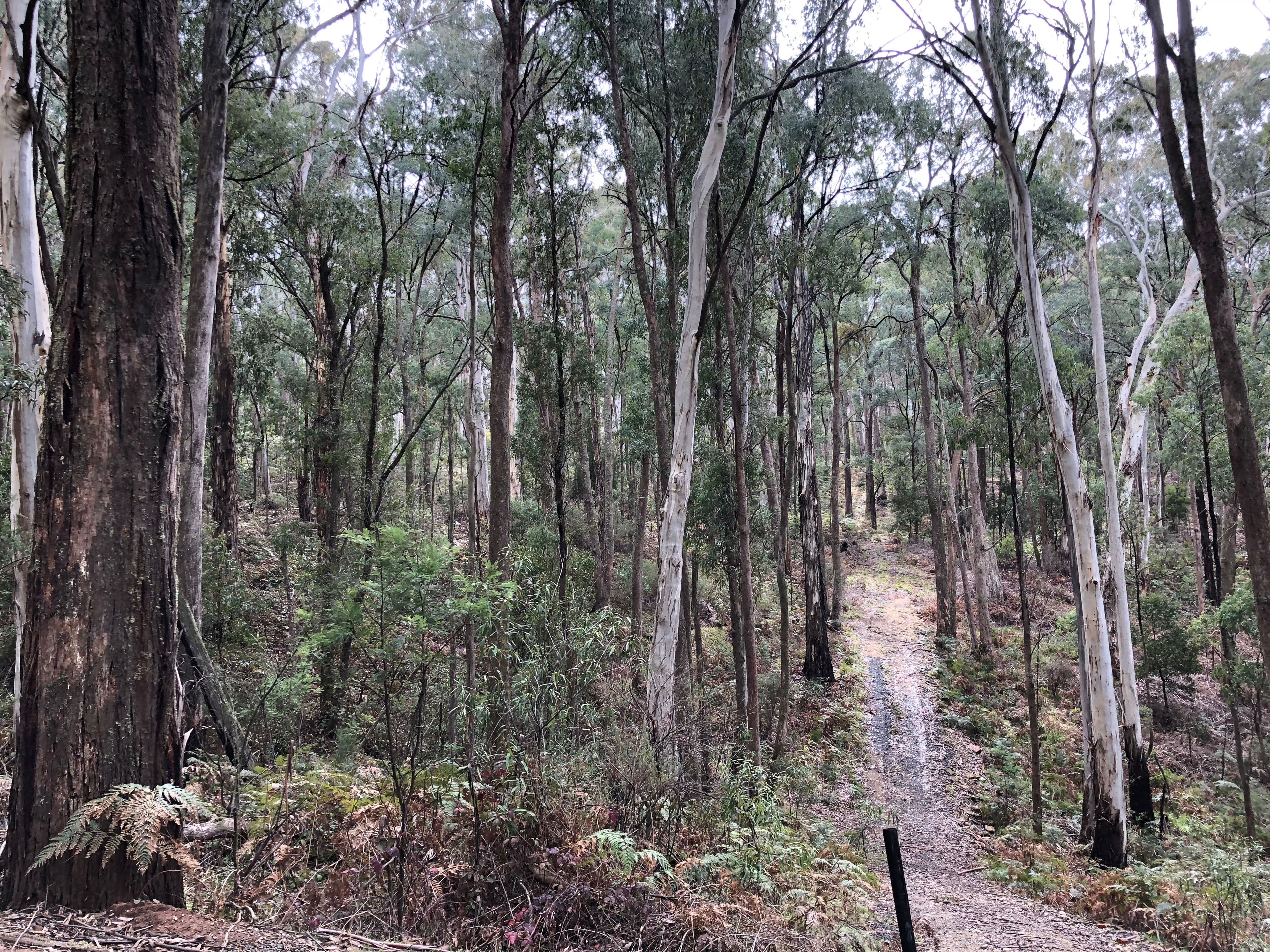 Lot 573 DP1128149 Batlow Road, Willigobung NSW 2653, Willigobung - Thumbnail 3