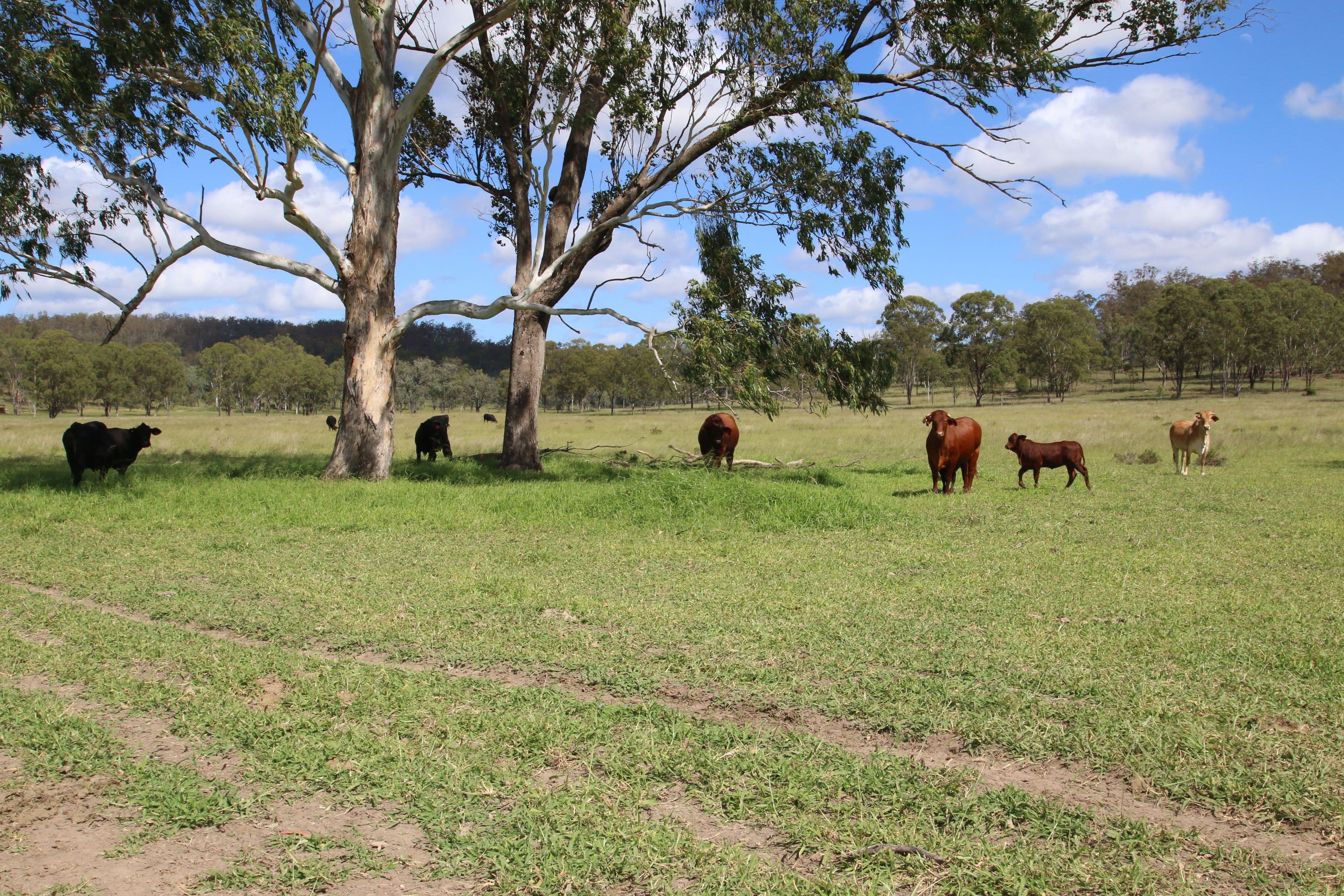 Monto QLD 4630, Monto - Thumbnail 7