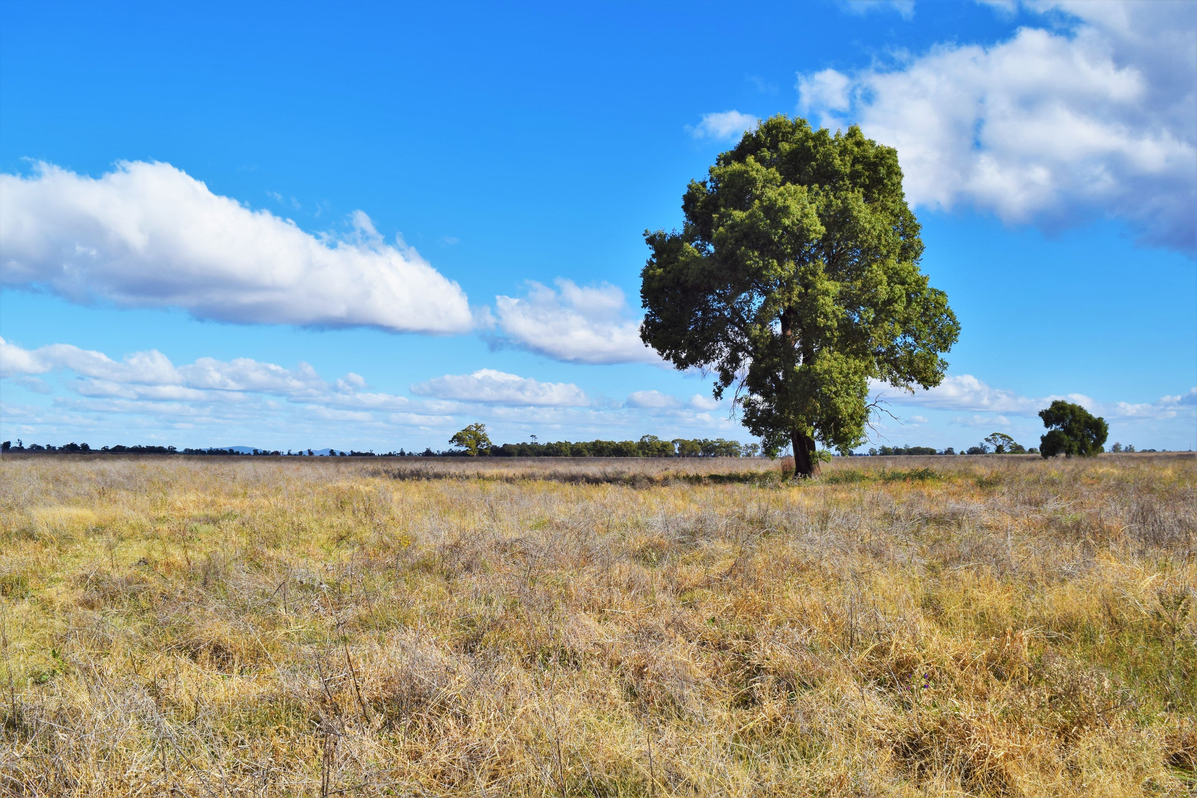 'Raymad' Gillenbine Road, Trundle NSW 2875, Trundle - Thumbnail 4