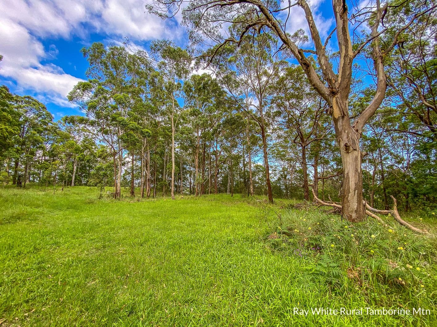 905 Main Western Road, Tamborine Mountain QLD 4272, Tamborine Mountain - Thumbnail 3