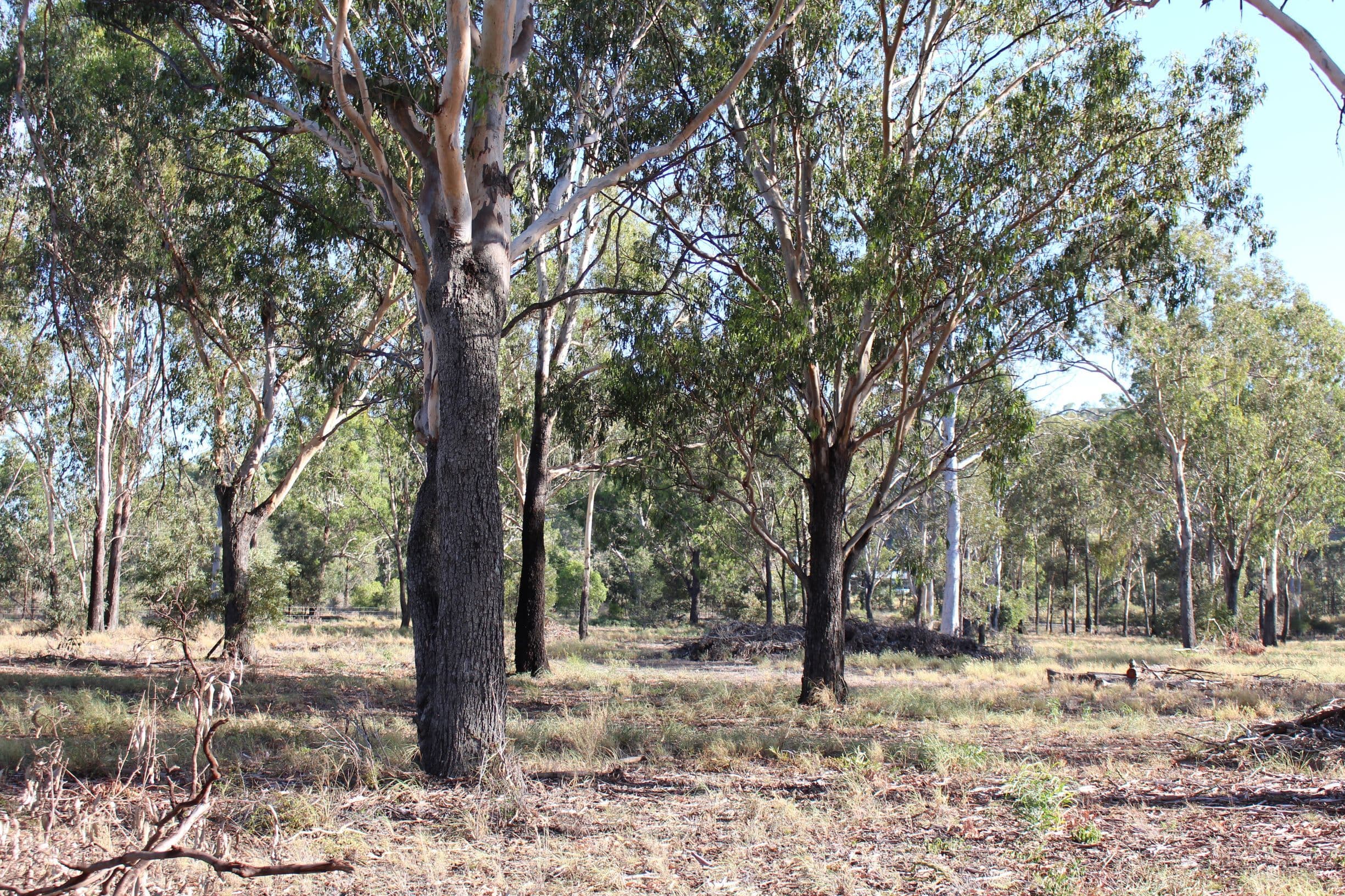 Lot 171 Bruce Highway, MARMOR QLD 4702, Marmor - Thumbnail 2