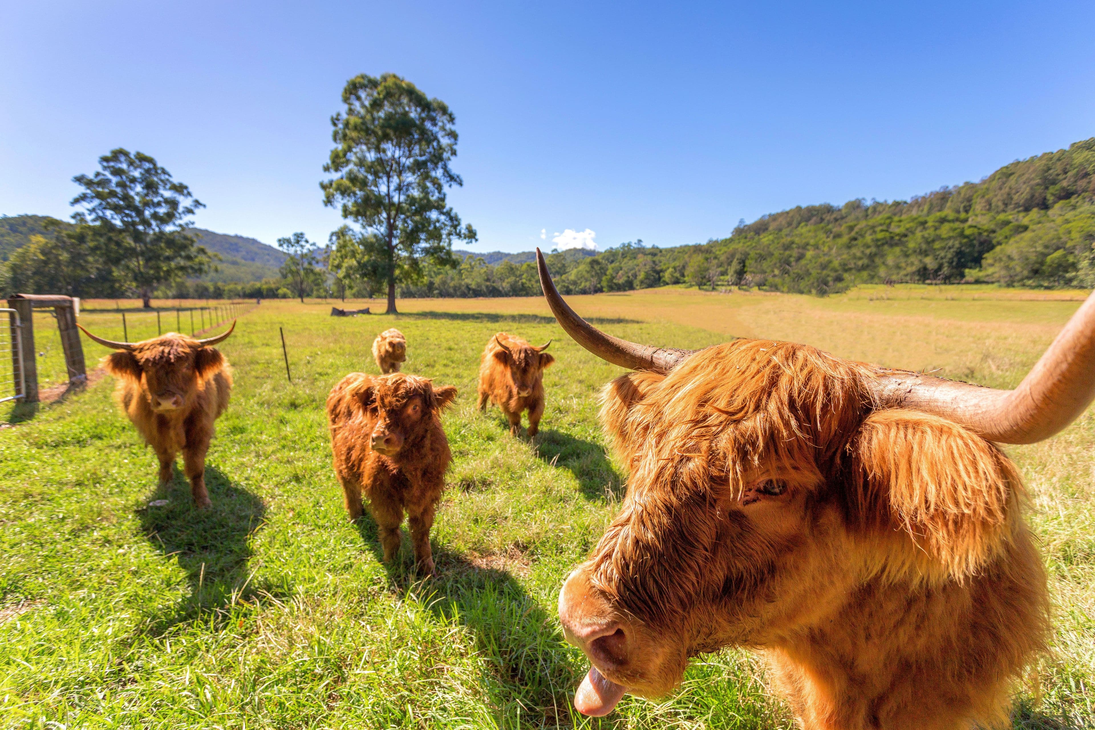 'Kurramore' 64 Millers Road, Bobin NSW 2429, Bobin - Image 1