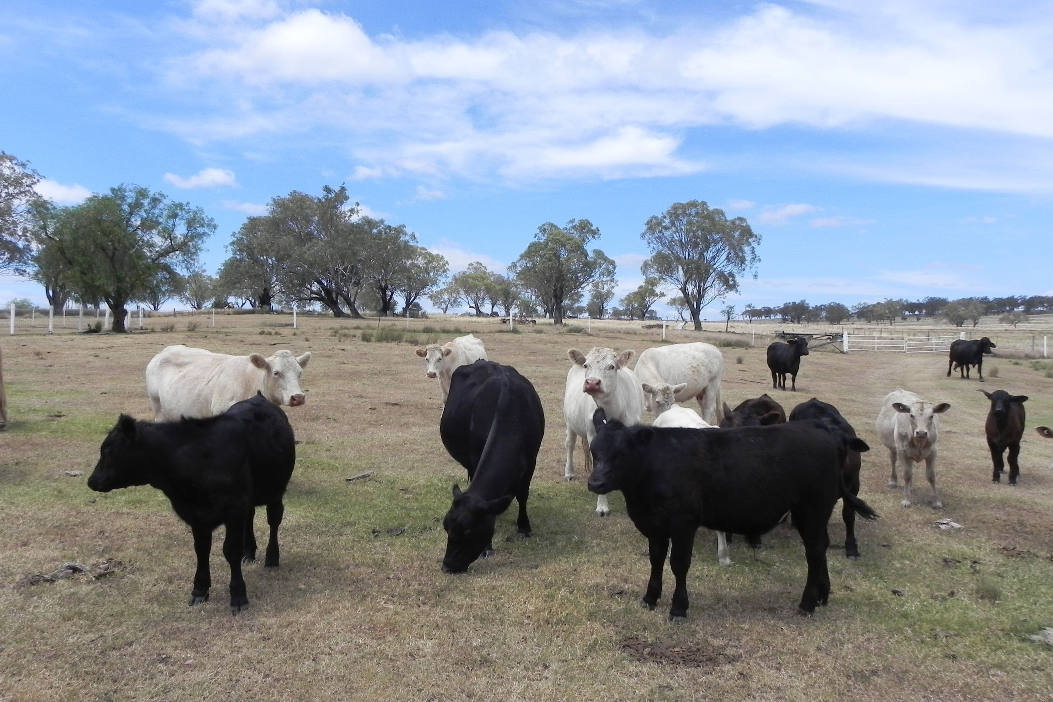 438 Berghofers Road, Athol QLD 4350, Athol - Thumbnail 2