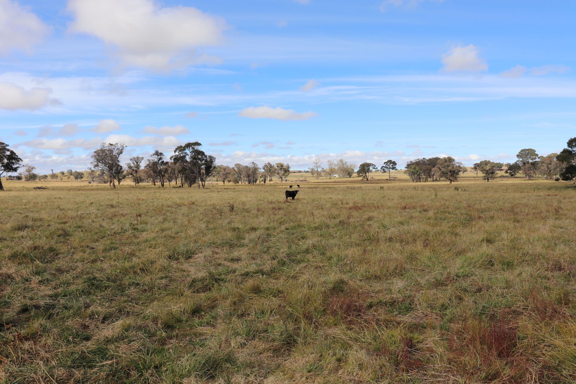 489 Inn Road, Ben Lomond NSW 2365, Ben Lomond - Thumbnail 4