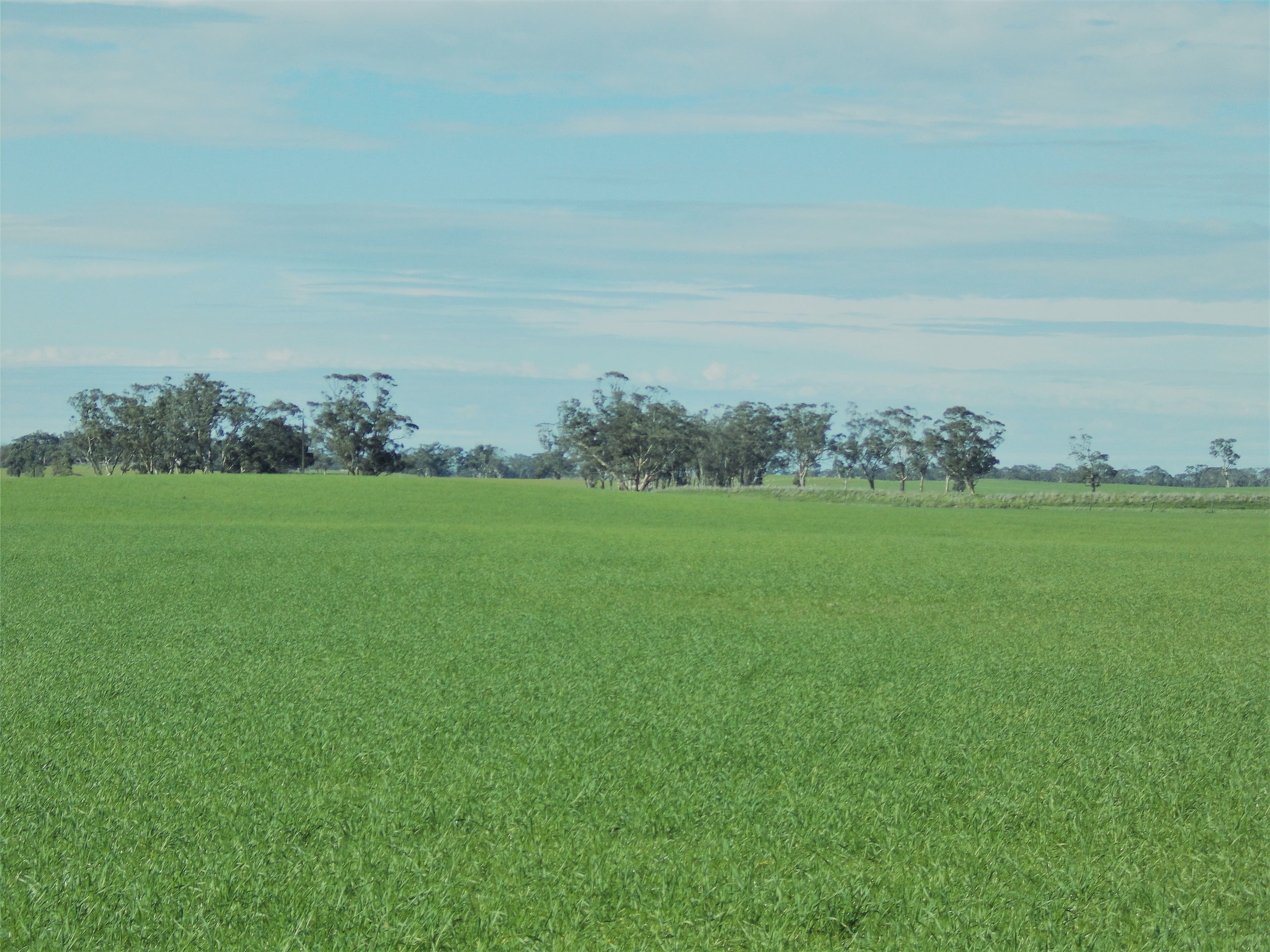 650 Cooper Road, BORDERTOWN SOUTH SA 5268, Bordertown South - Thumbnail 2