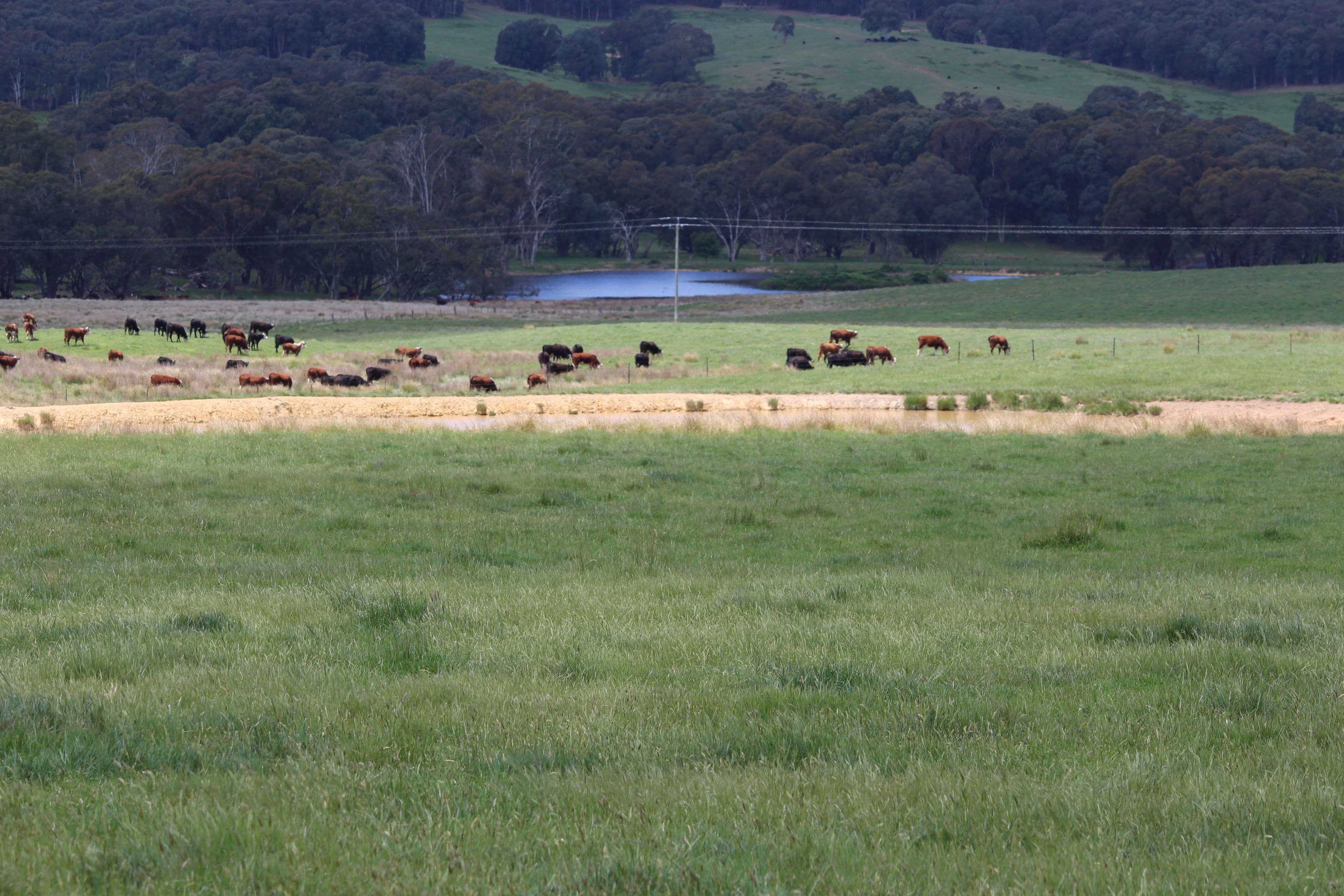 185 Old Taradale Road, Rosewood NSW 2652, Rosewood - Thumbnail 4