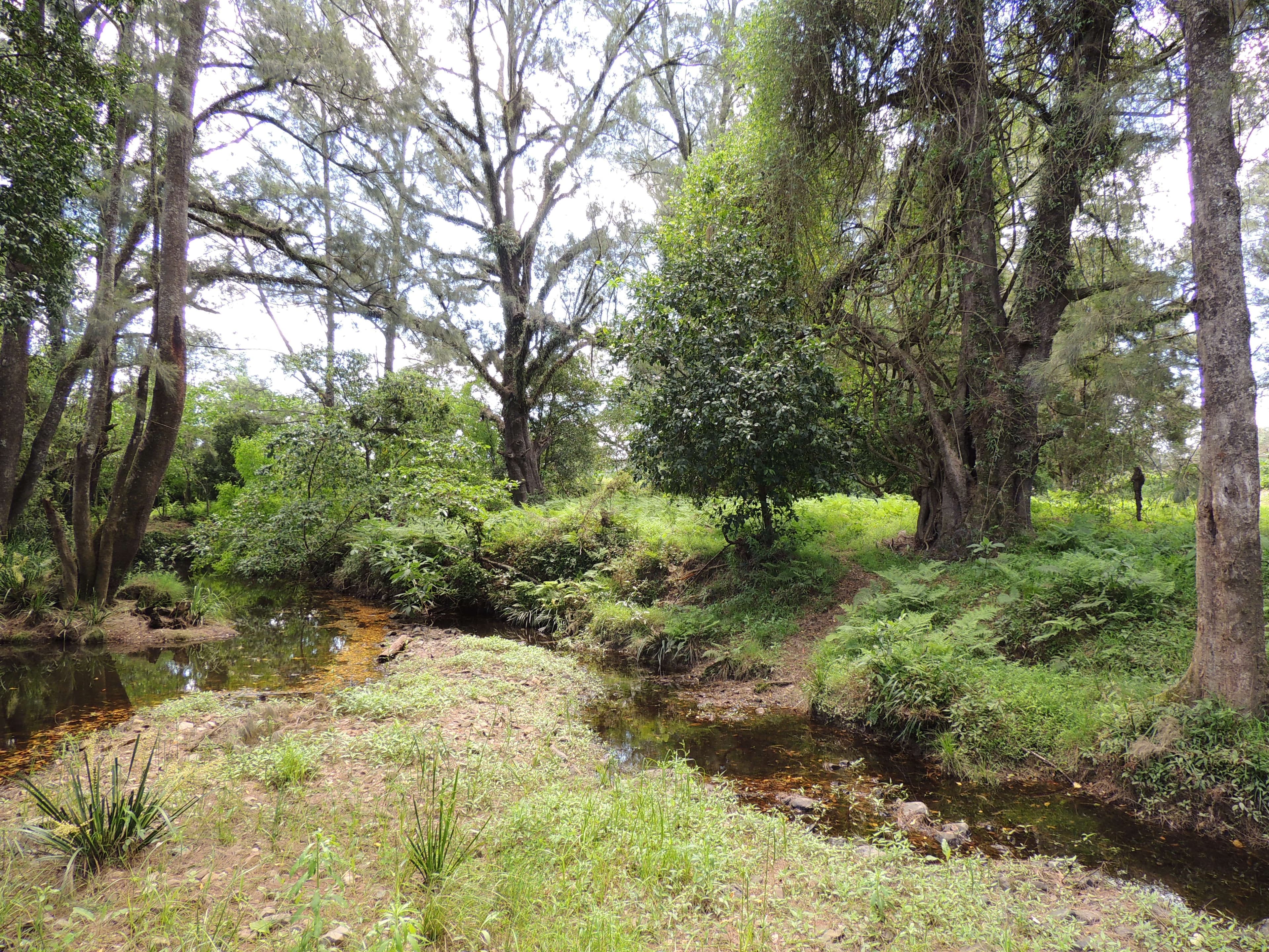 1079 Upper Myall Road, Bulahdelah NSW 2423, Bulahdelah - Thumbnail 2