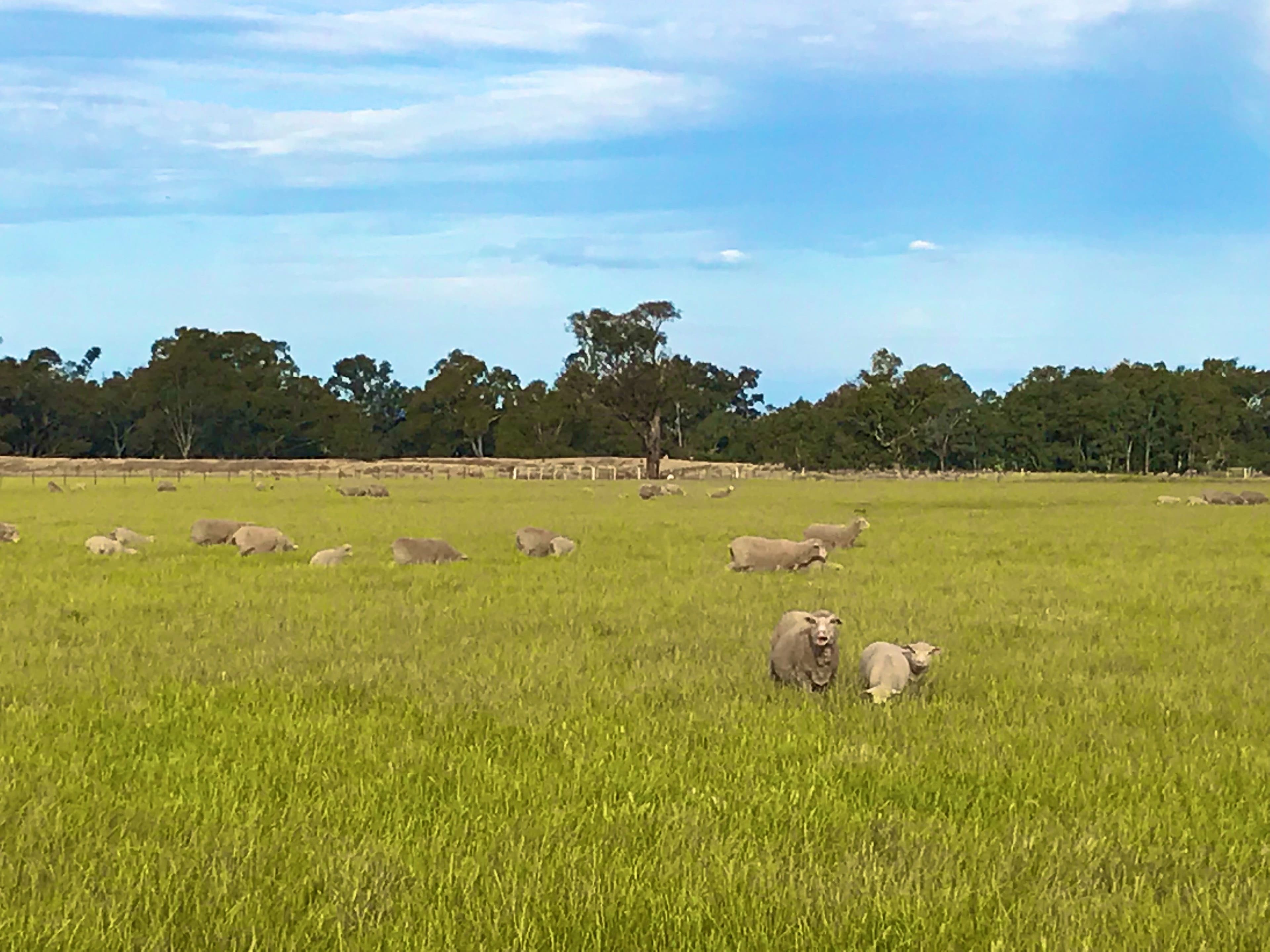 1015 Mid Western Highway, Cowra NSW 2794, Cowra - Thumbnail 8