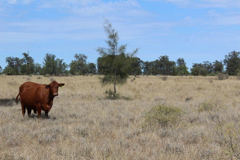 " Part Kyona", Moree NSW 2400, Moree - Thumbnail 7