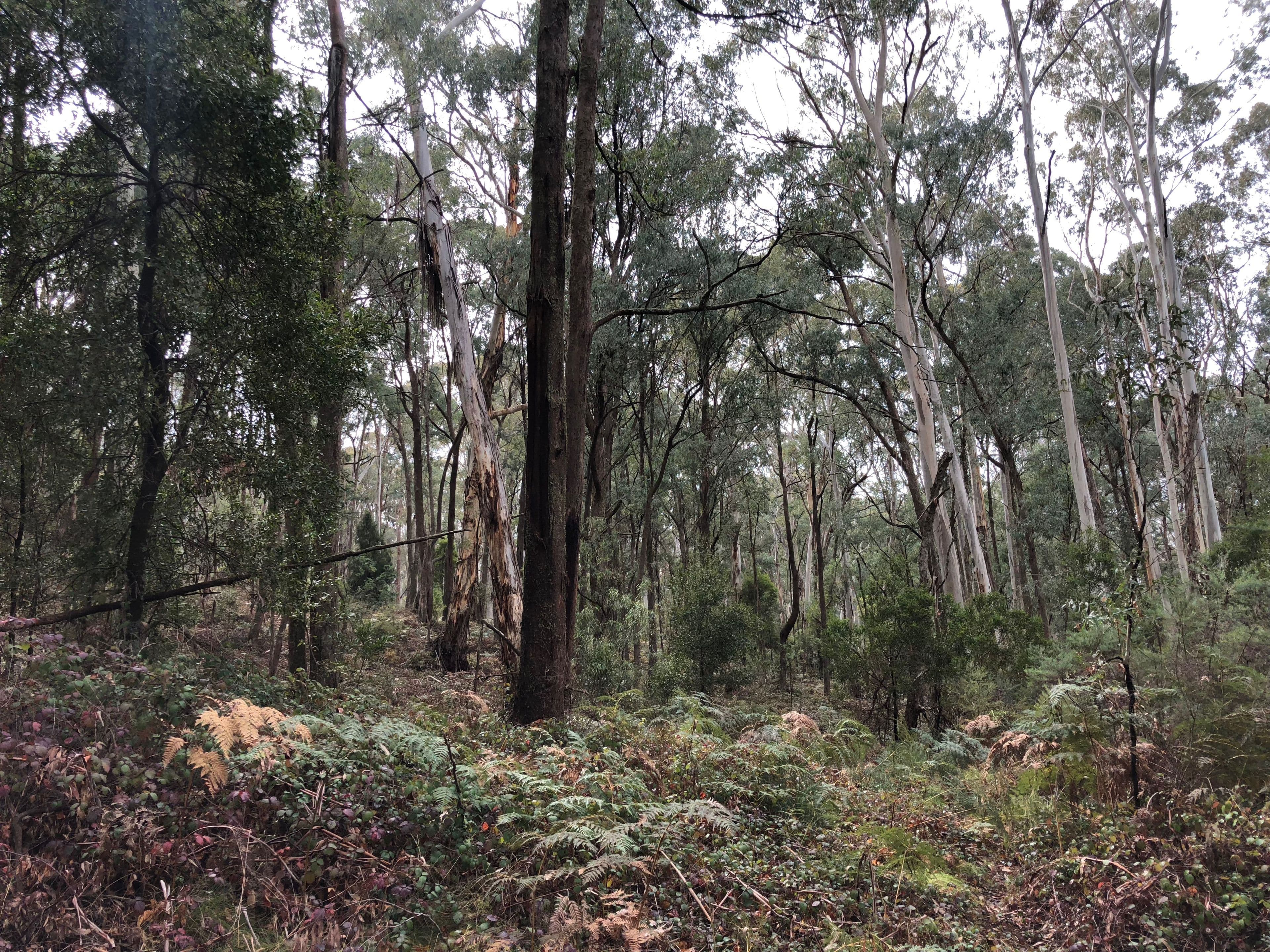 Lot 573 DP1128149 Batlow Road, Willigobung NSW 2653, Willigobung - Image 1
