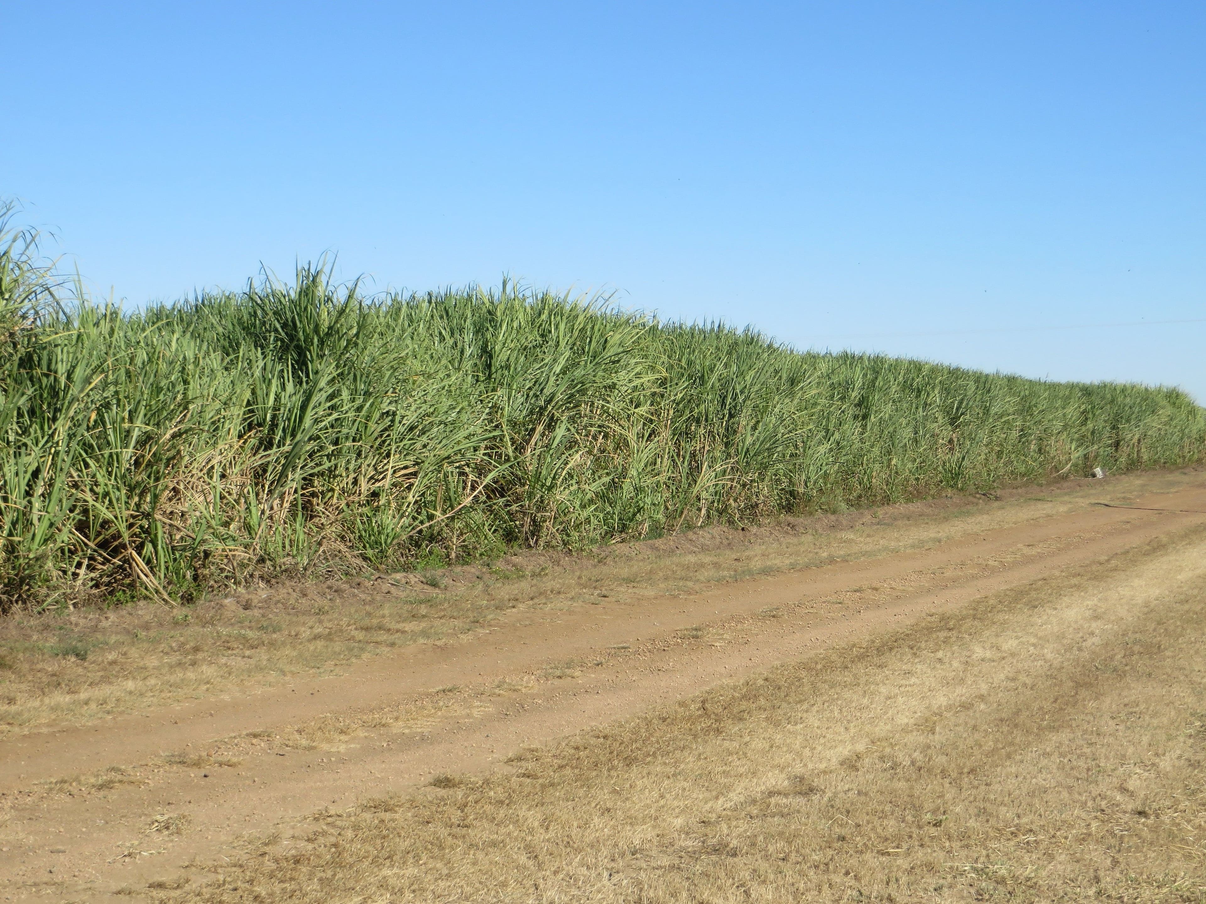 Home Hill QLD 4806, Home Hill - Thumbnail 6