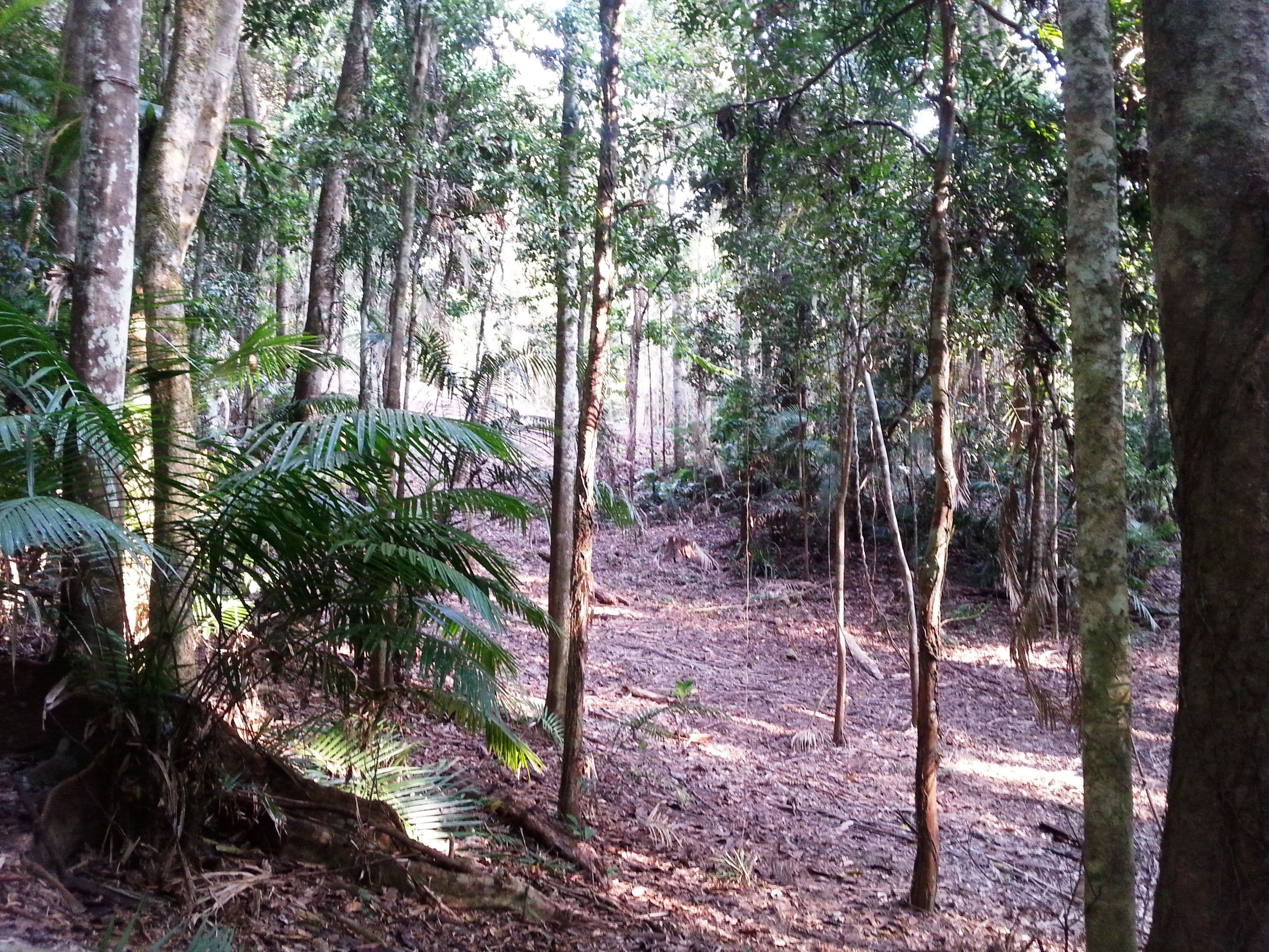 Lot 12 Whipbird Close, Speewah QLD 4881, Speewah - Thumbnail 8