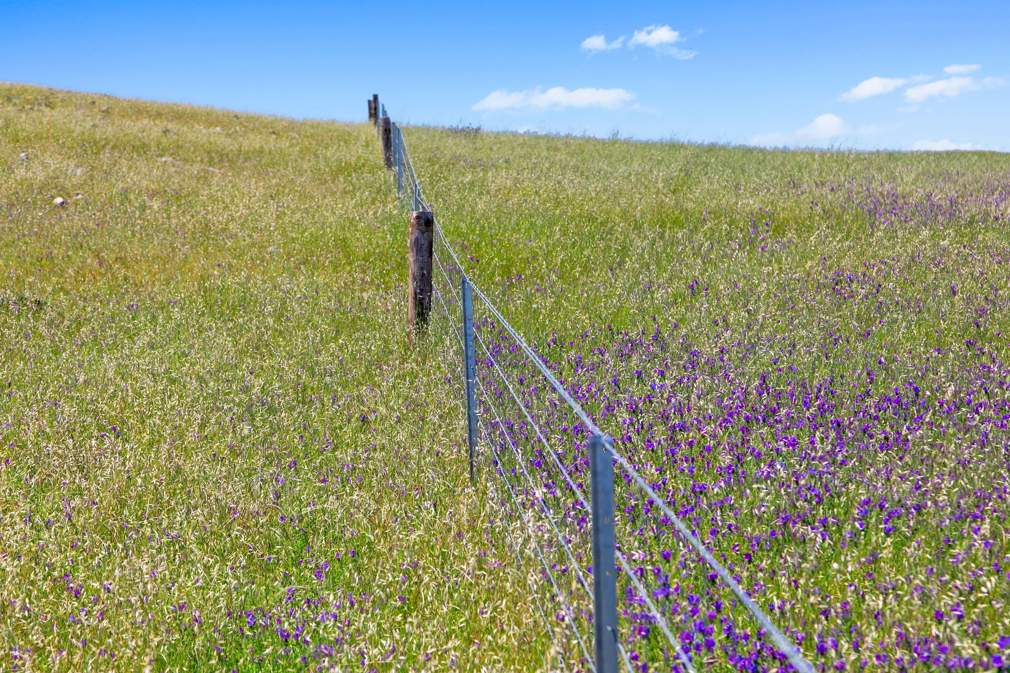 'Horse Paddock', Betterson Road, Hill River SA 5453, Hill River - Thumbnail 5
