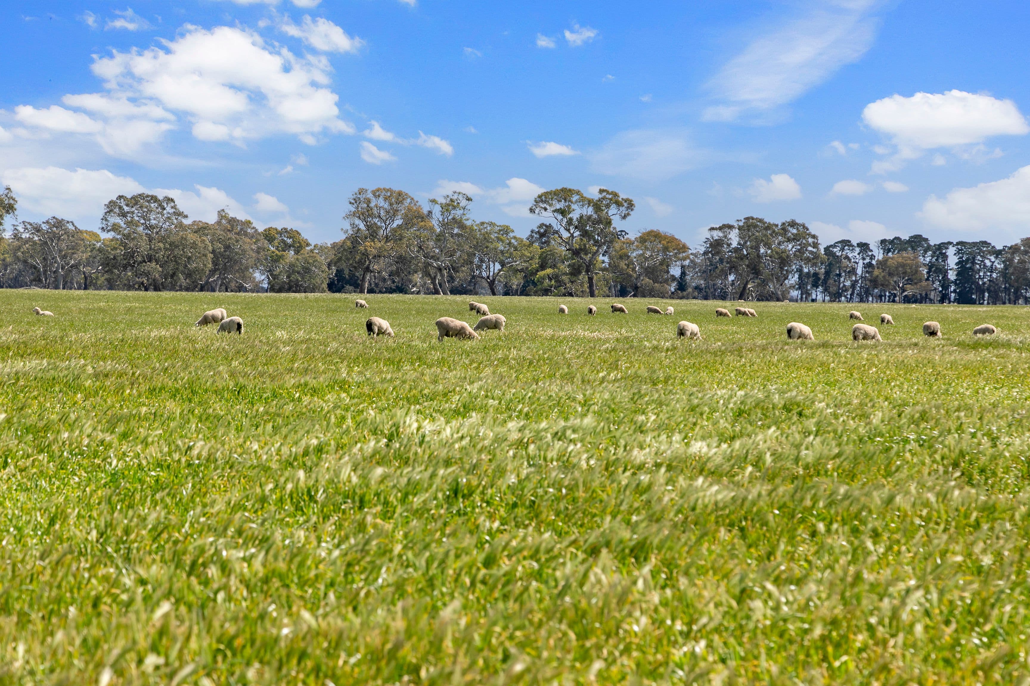 Lot 4 Richardson Road, Coonawarra SA 5263, Coonawarra - Thumbnail 6