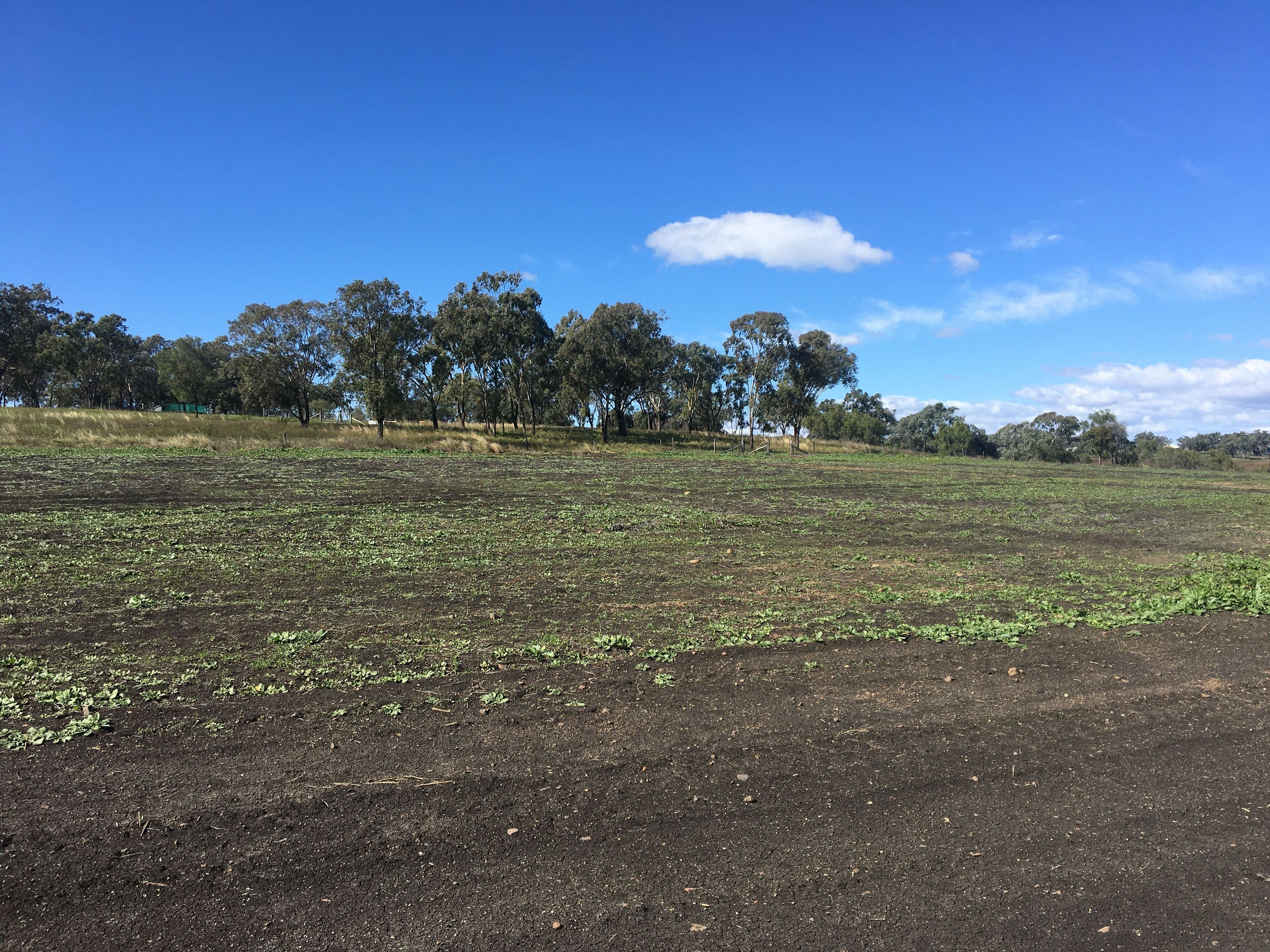 0 Scrubby Road, Scrubby Mountain, Pittsworth QLD 4356, Pittsworth - Thumbnail 7